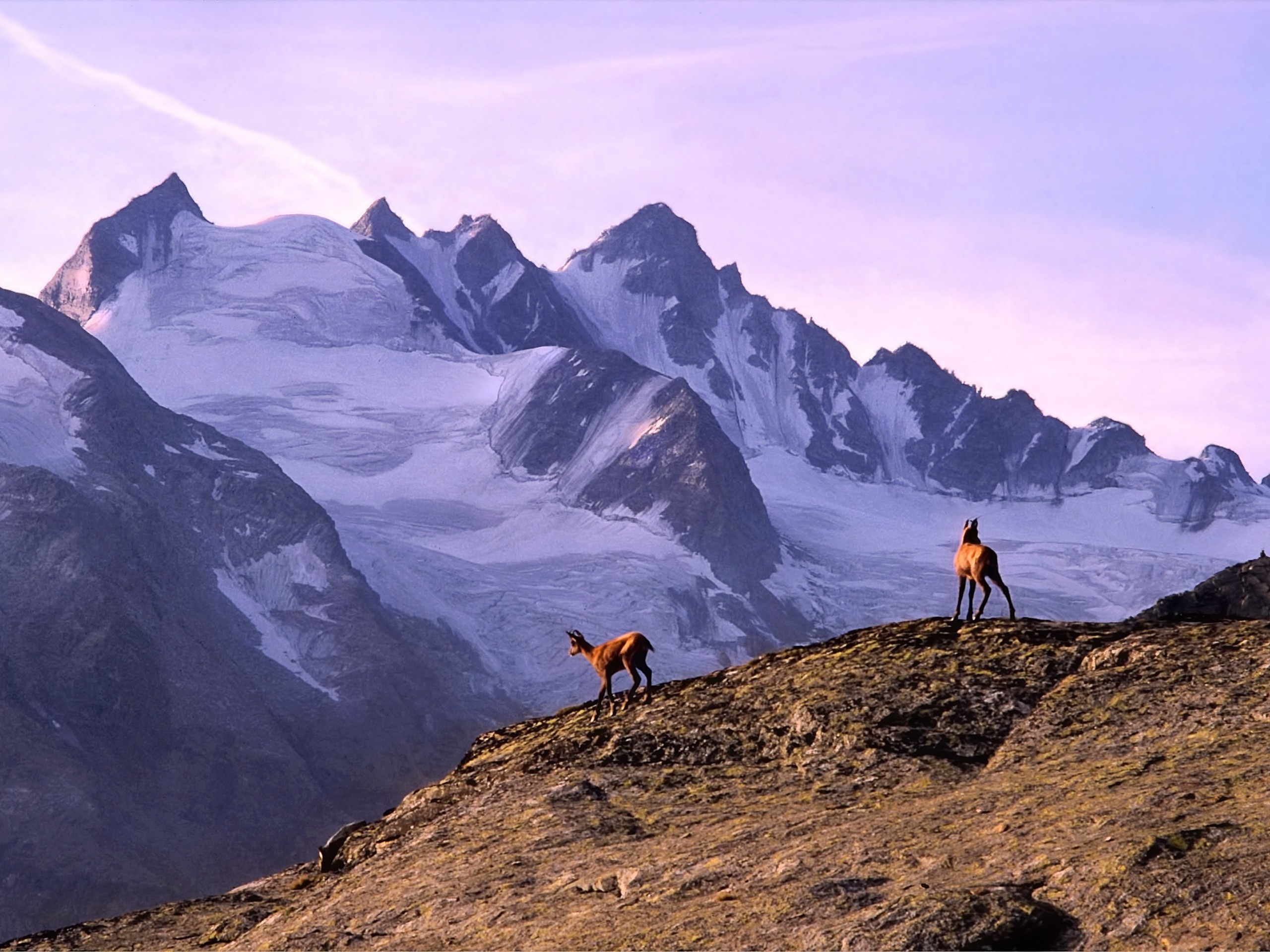 Two chamoix in Gran Paradis region, Italy