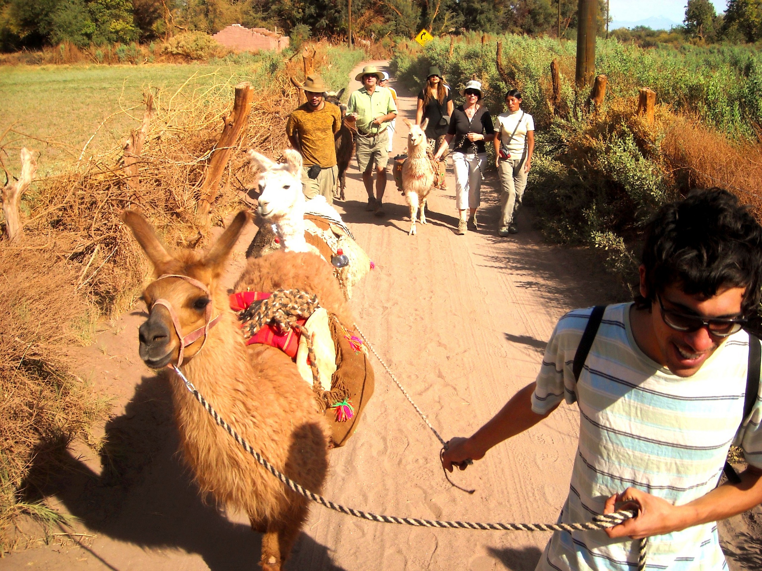 Walking with llamas in Atacama region