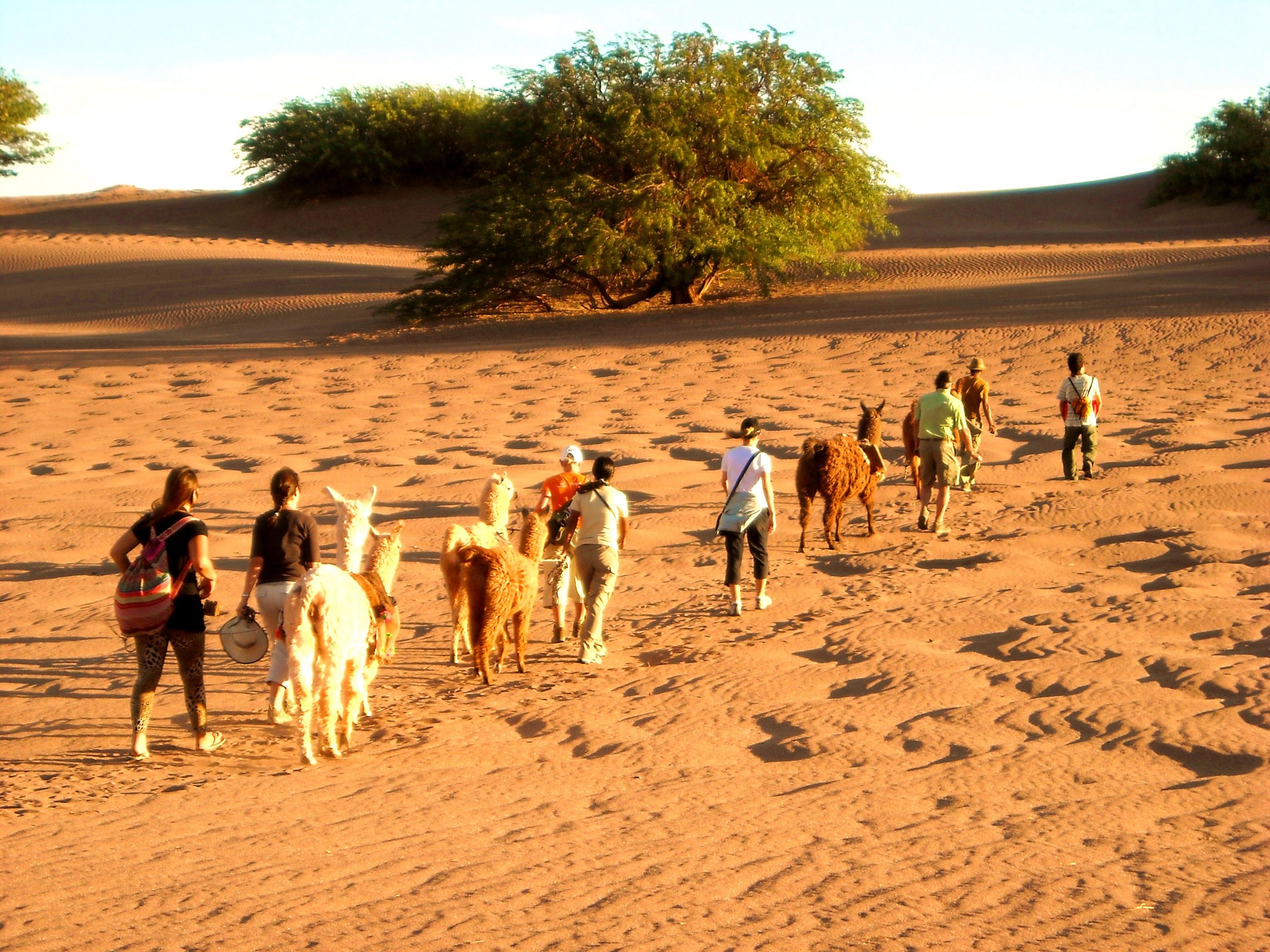 Walking with llamas in Atacama Desert
