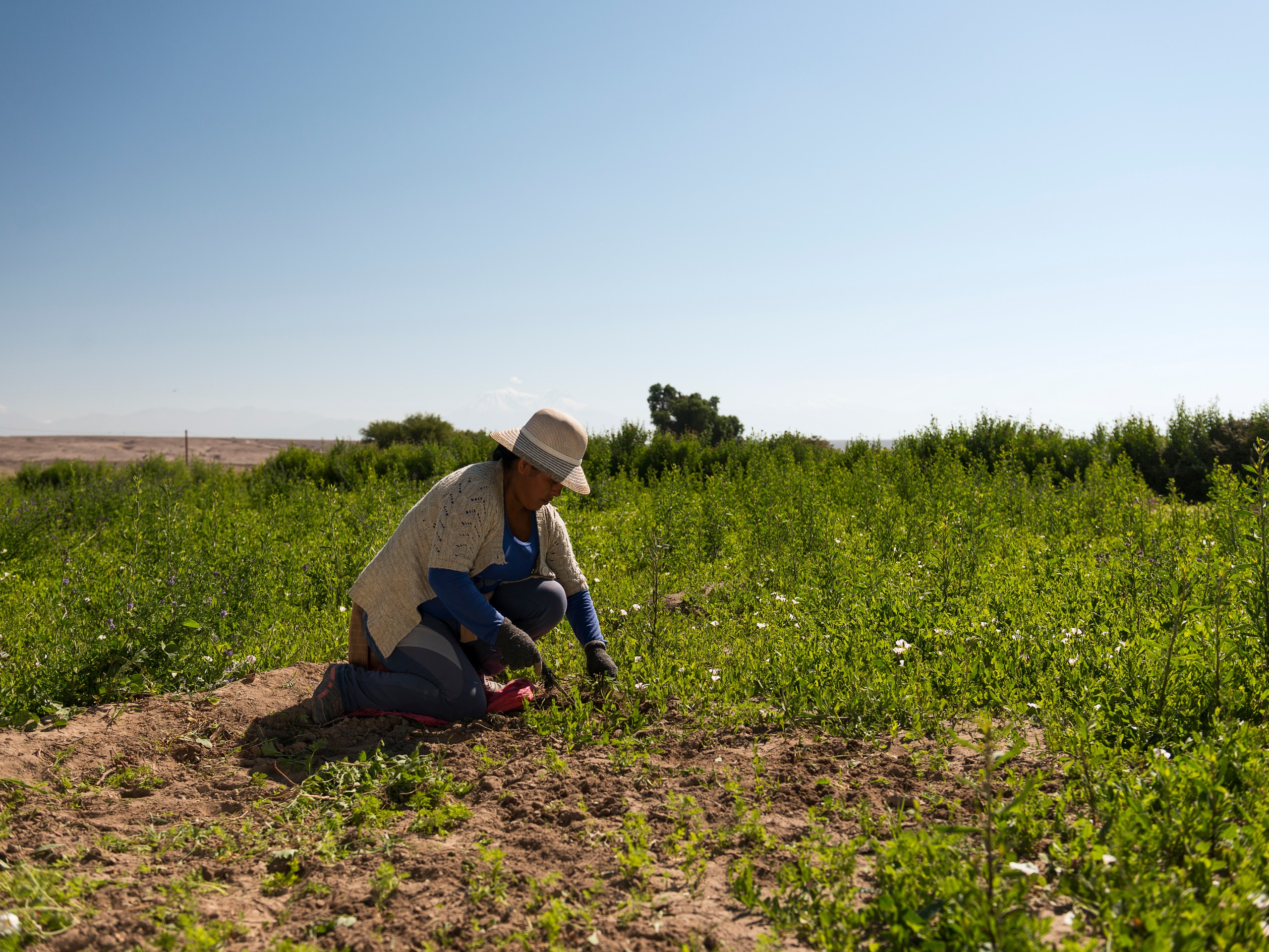 Atacameno local working in a field