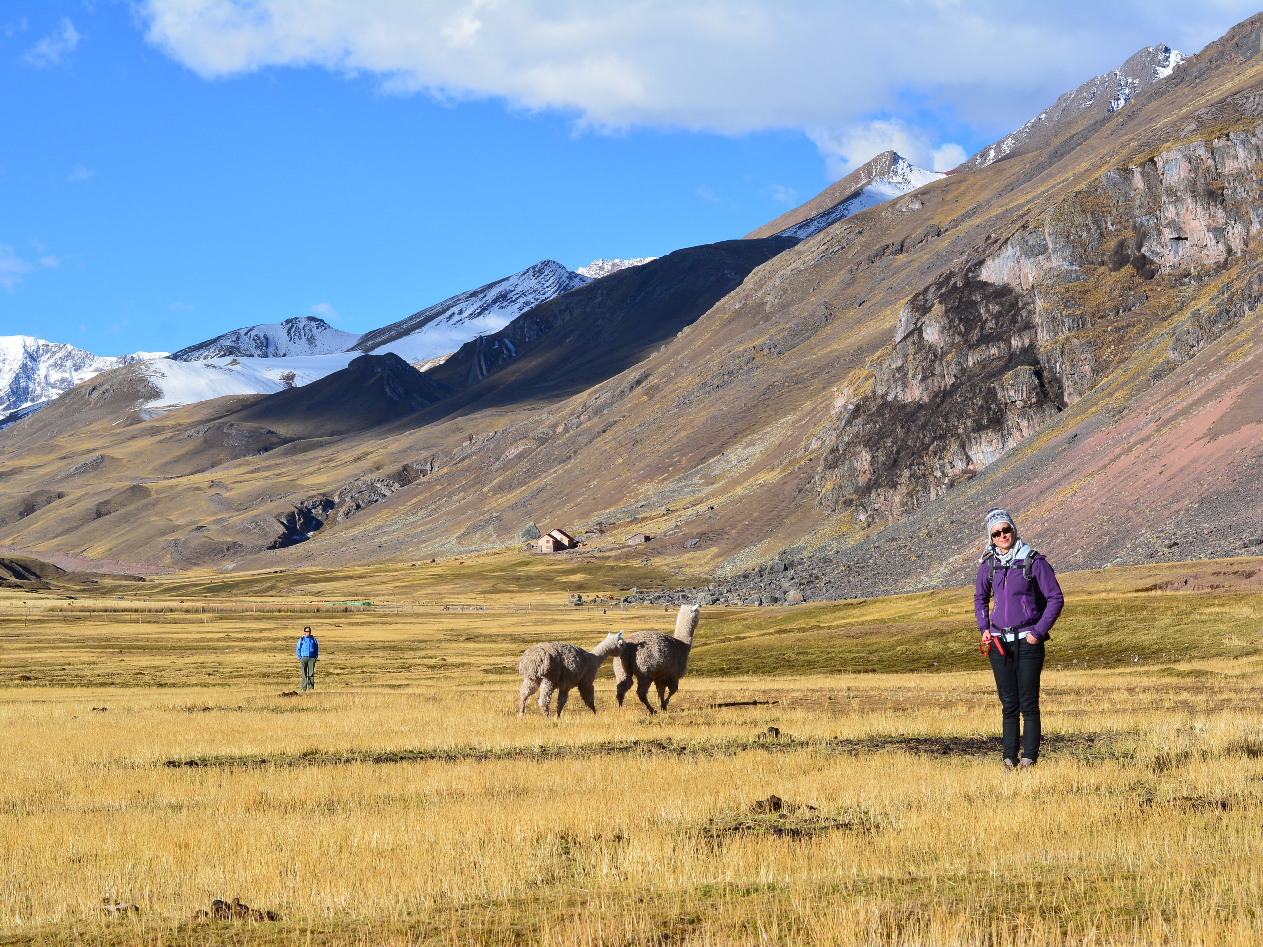 Group of trekkers approaching the herd on alpacas in Pampa Chillca