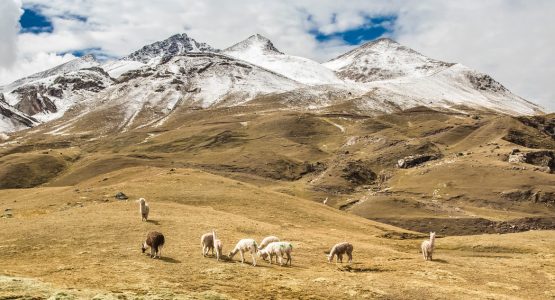 Lodge-Based Palomani High Pass Trek