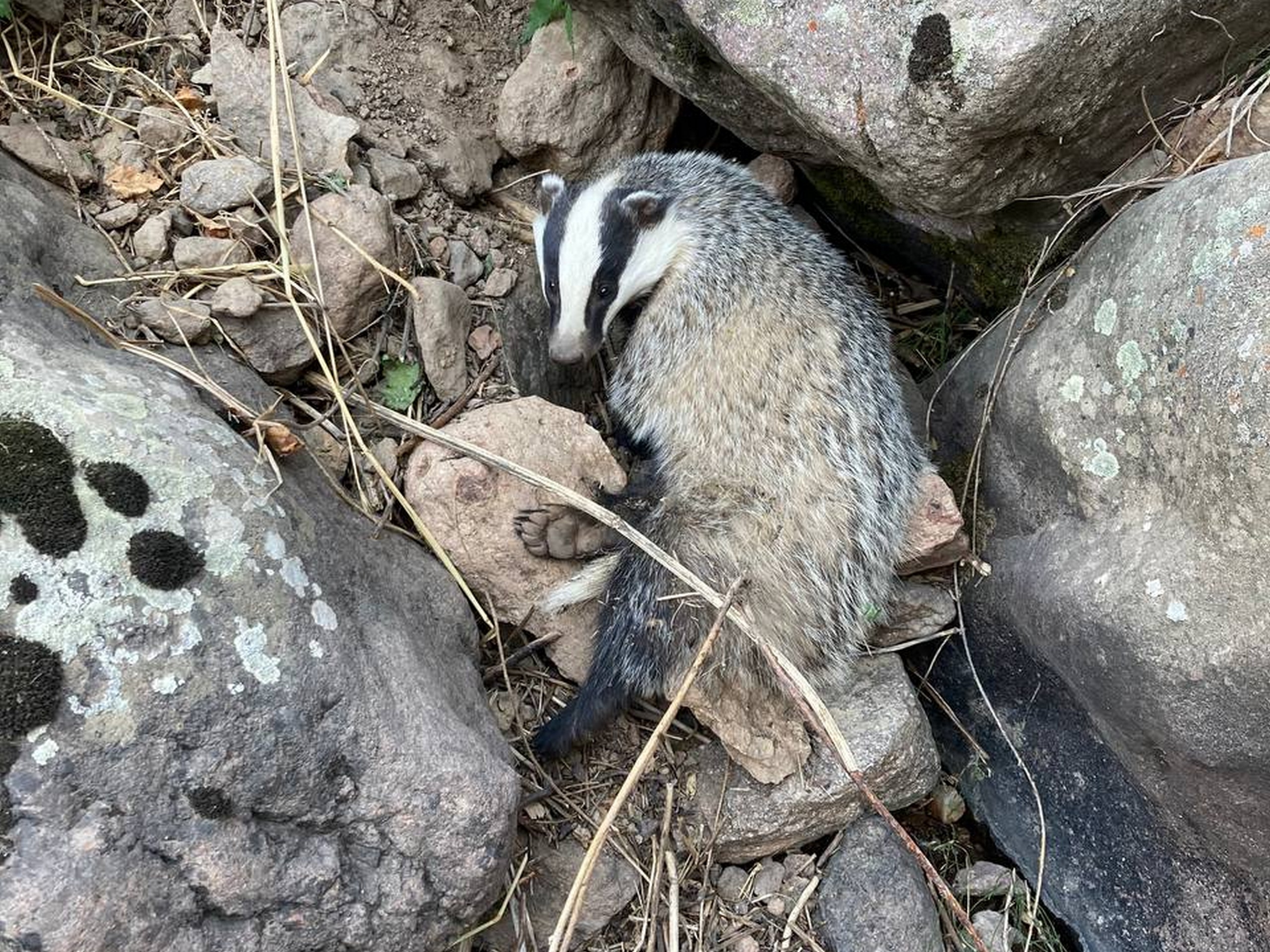 Badger met while hiking in the mountains of Uzbekistan