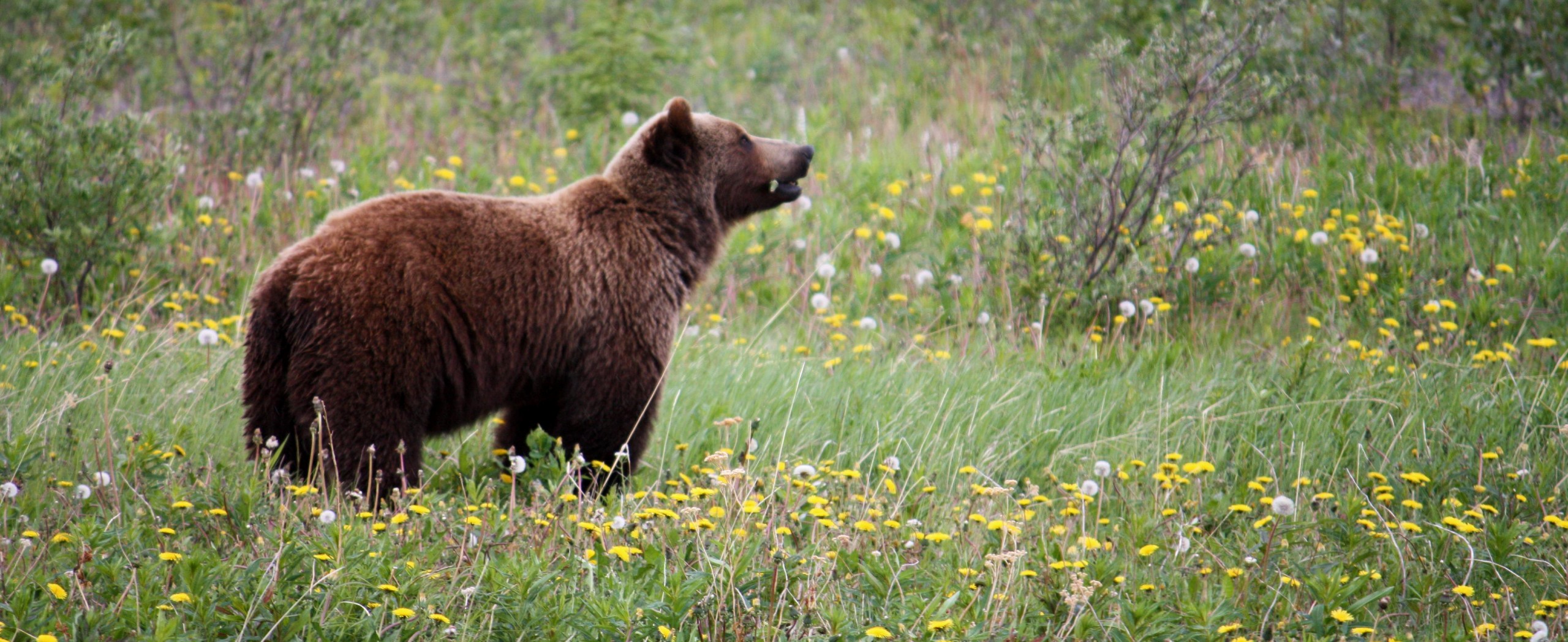 Best of Yukon and Alaska Sightseeing Tour