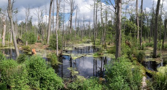 Eastern Poland Family-Friendly Bike Tour