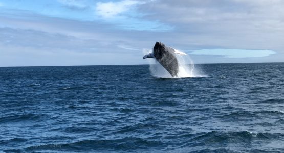 Galapagos Island Hopping Adventure