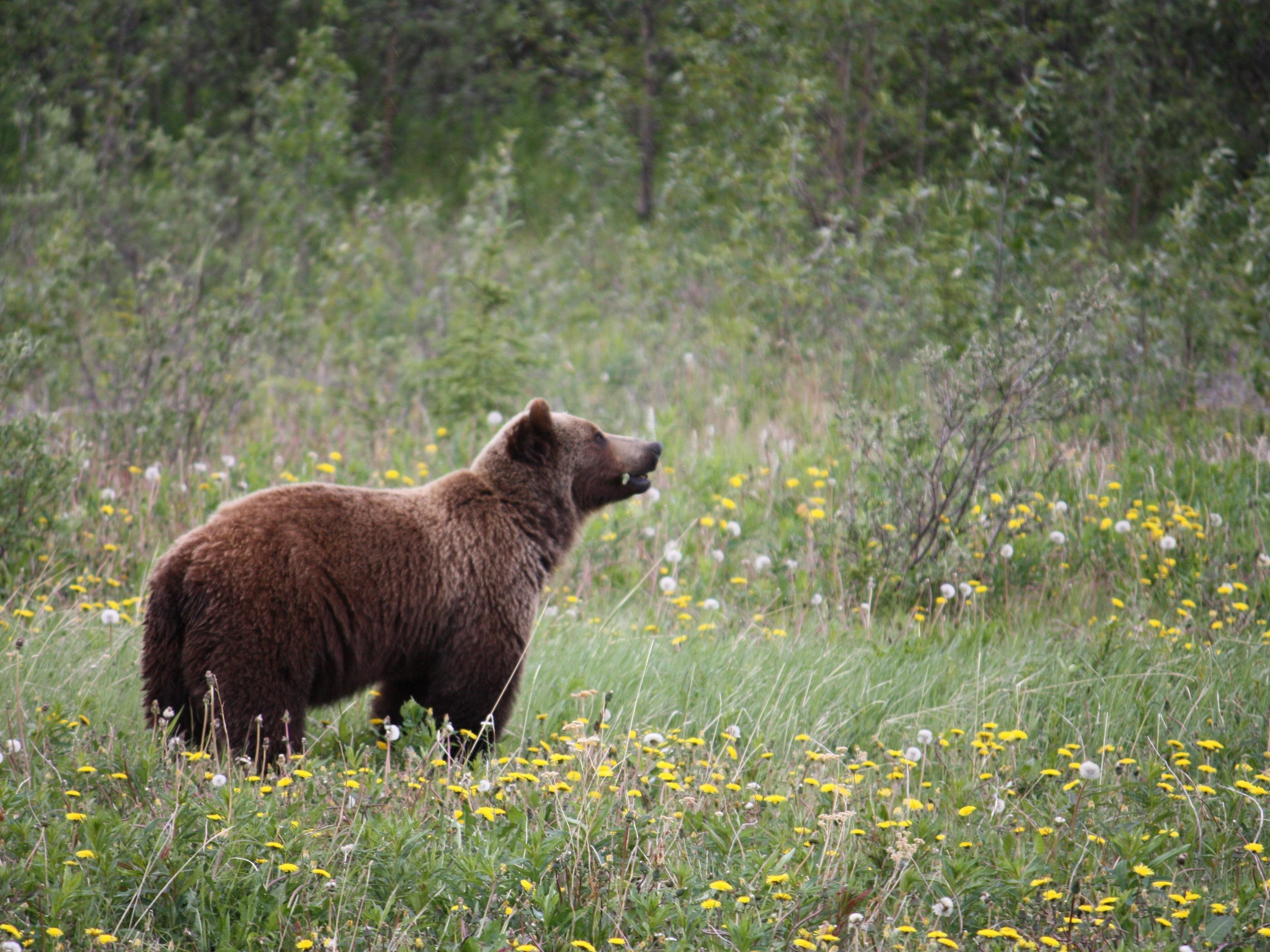 Grizzly bear in Yukon, Canada