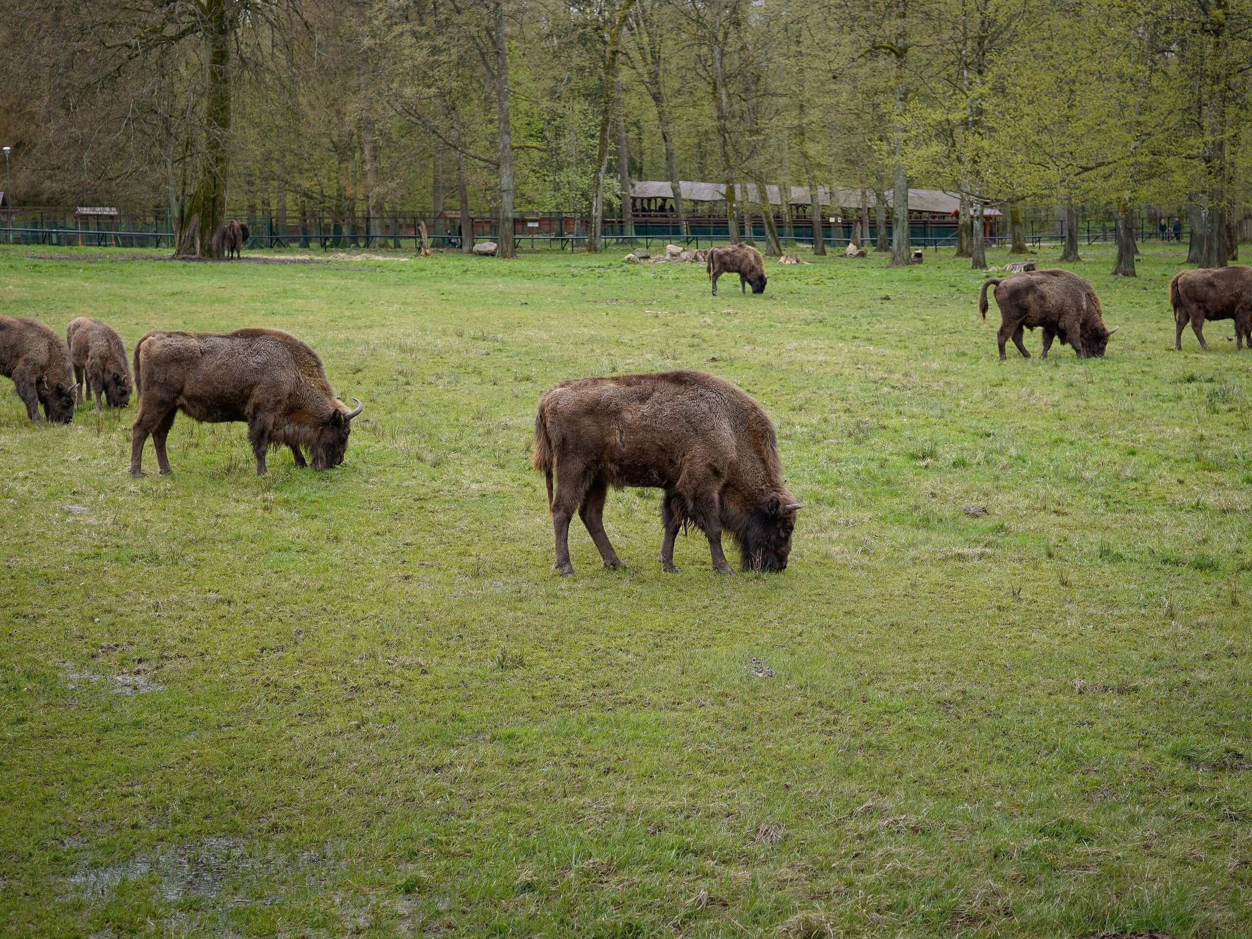 Herd of European Bisons in Bialowieza