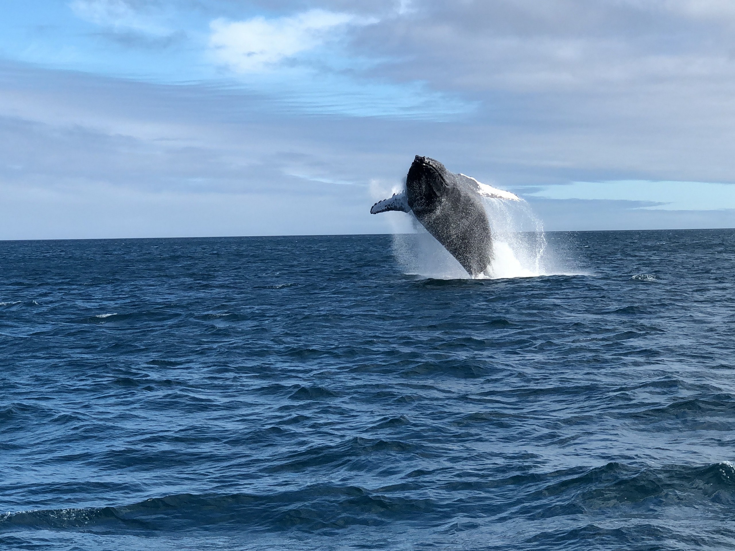 Humpback whale jumping out of the water in Galapagos