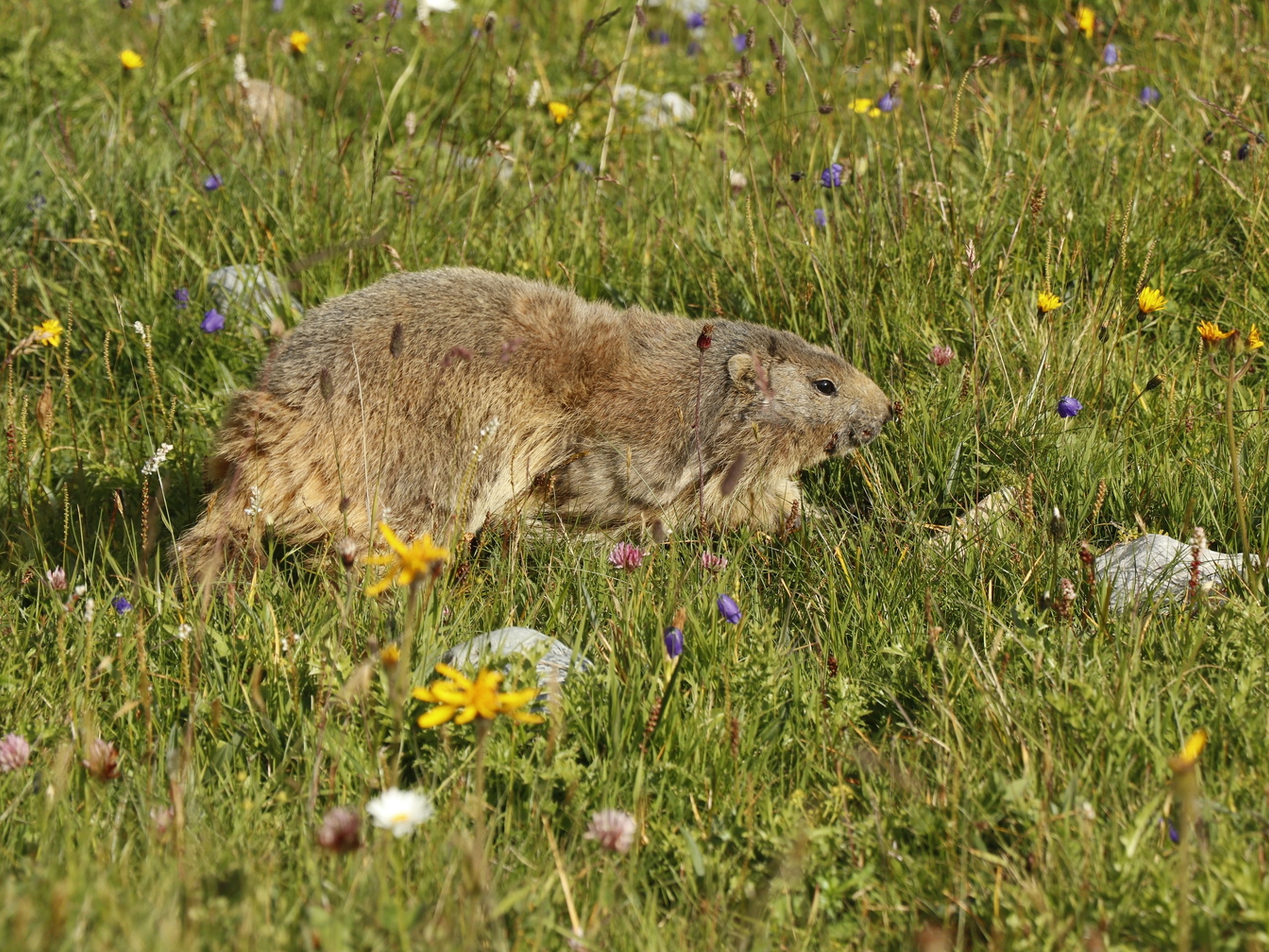 Marmot met while hiking the Vanoise Loop