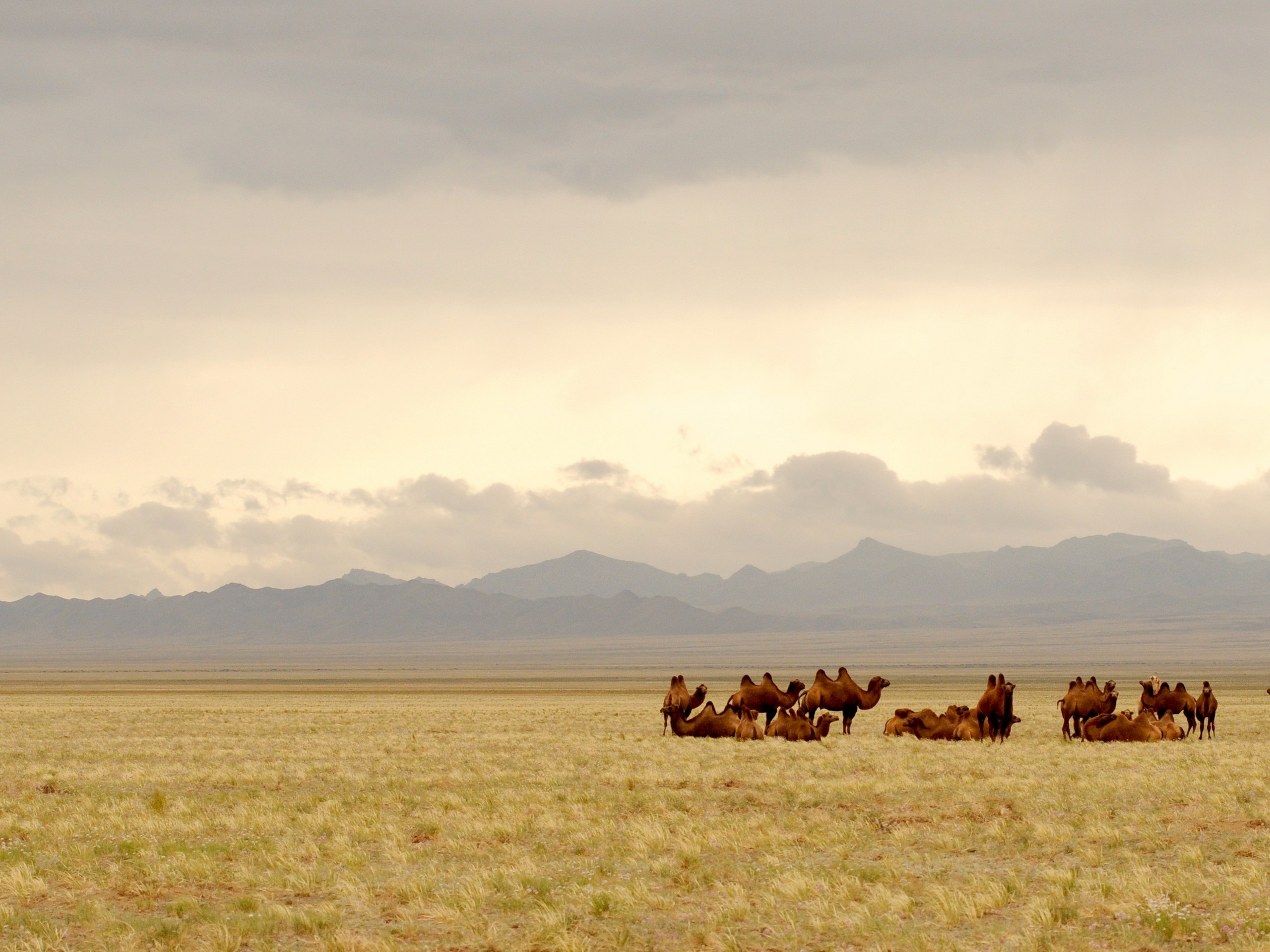 Camels in front of Mongolian Mountains