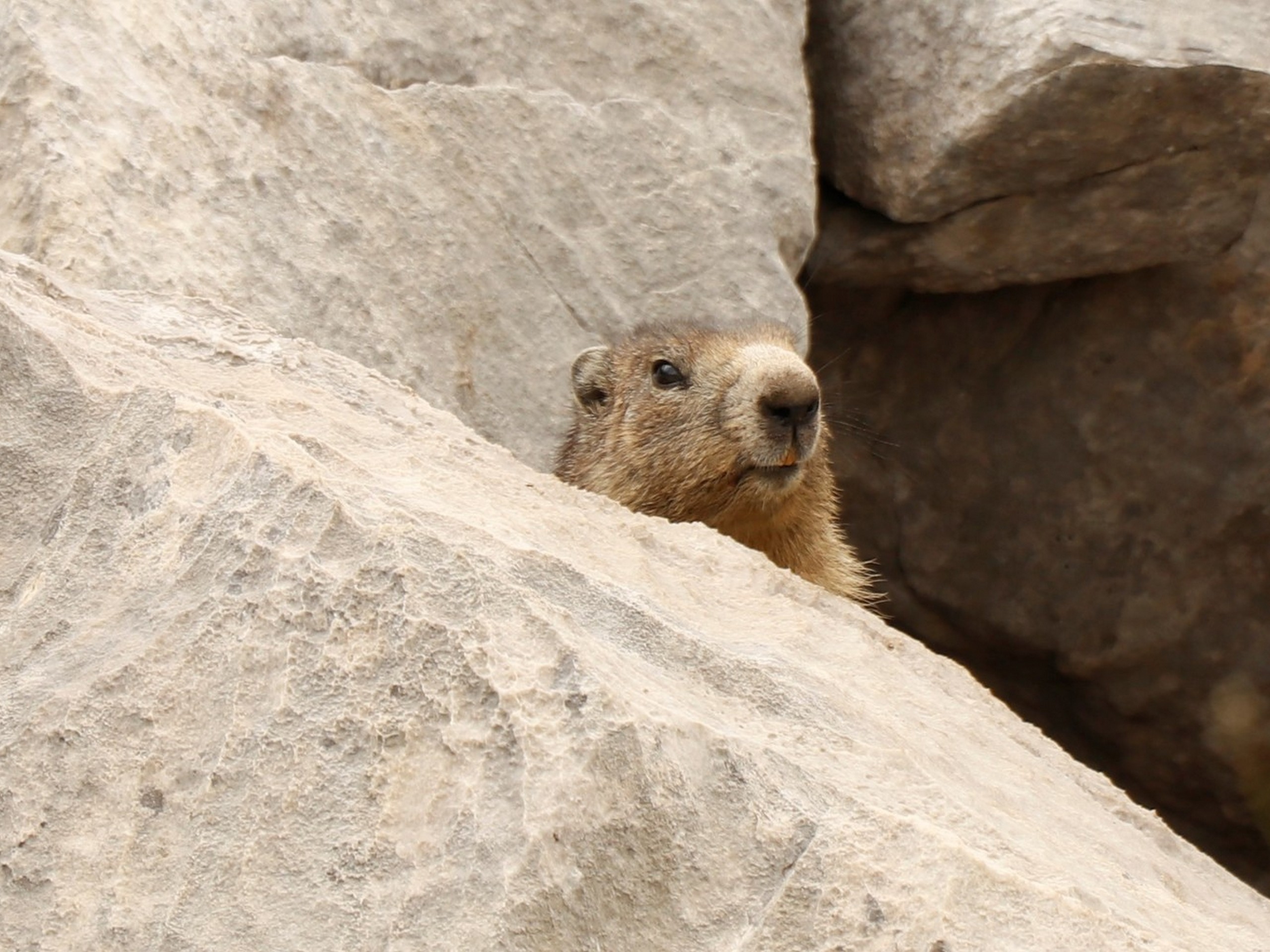 Curious marmot met in French Alps