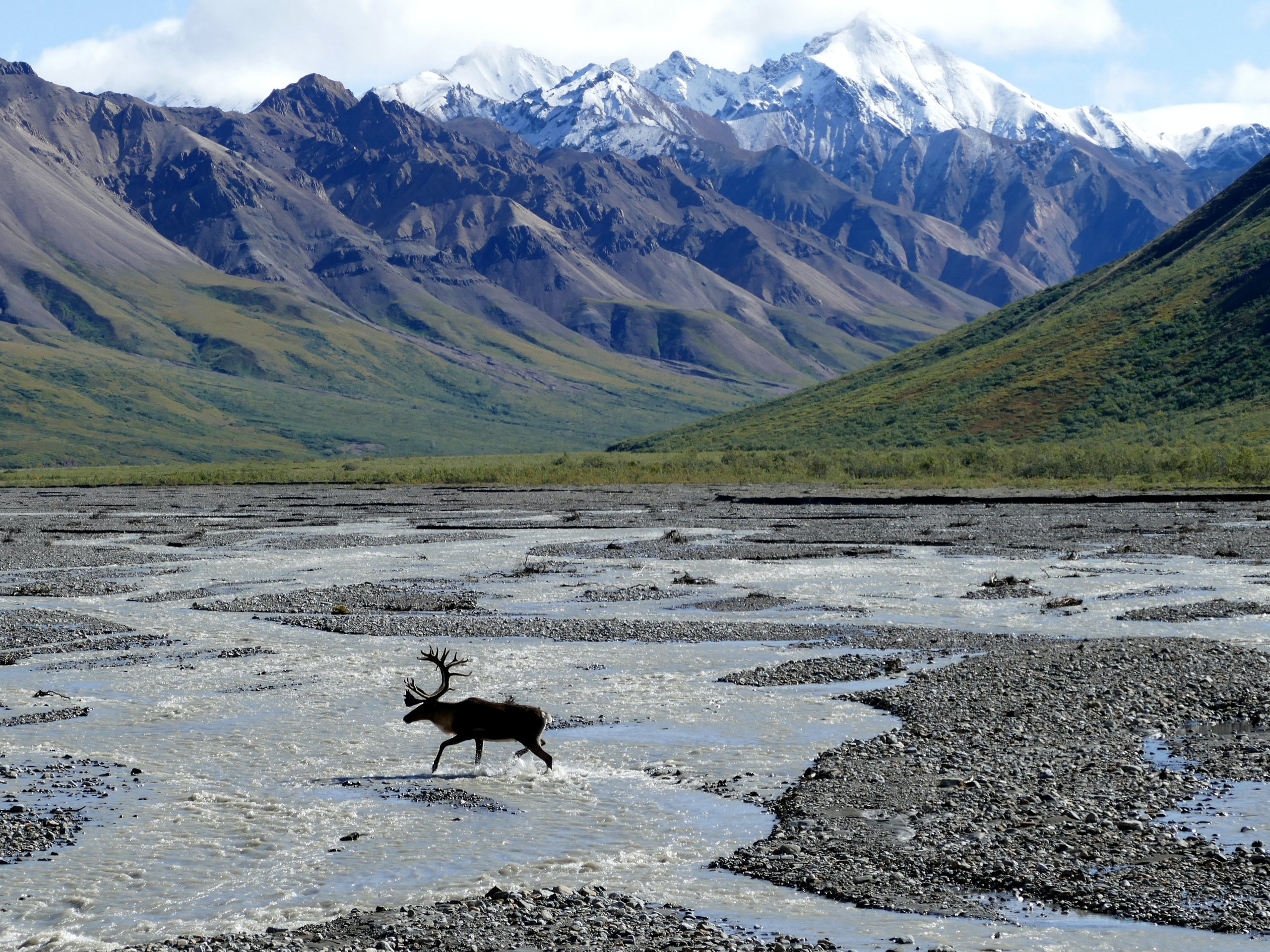 Elk in Denali