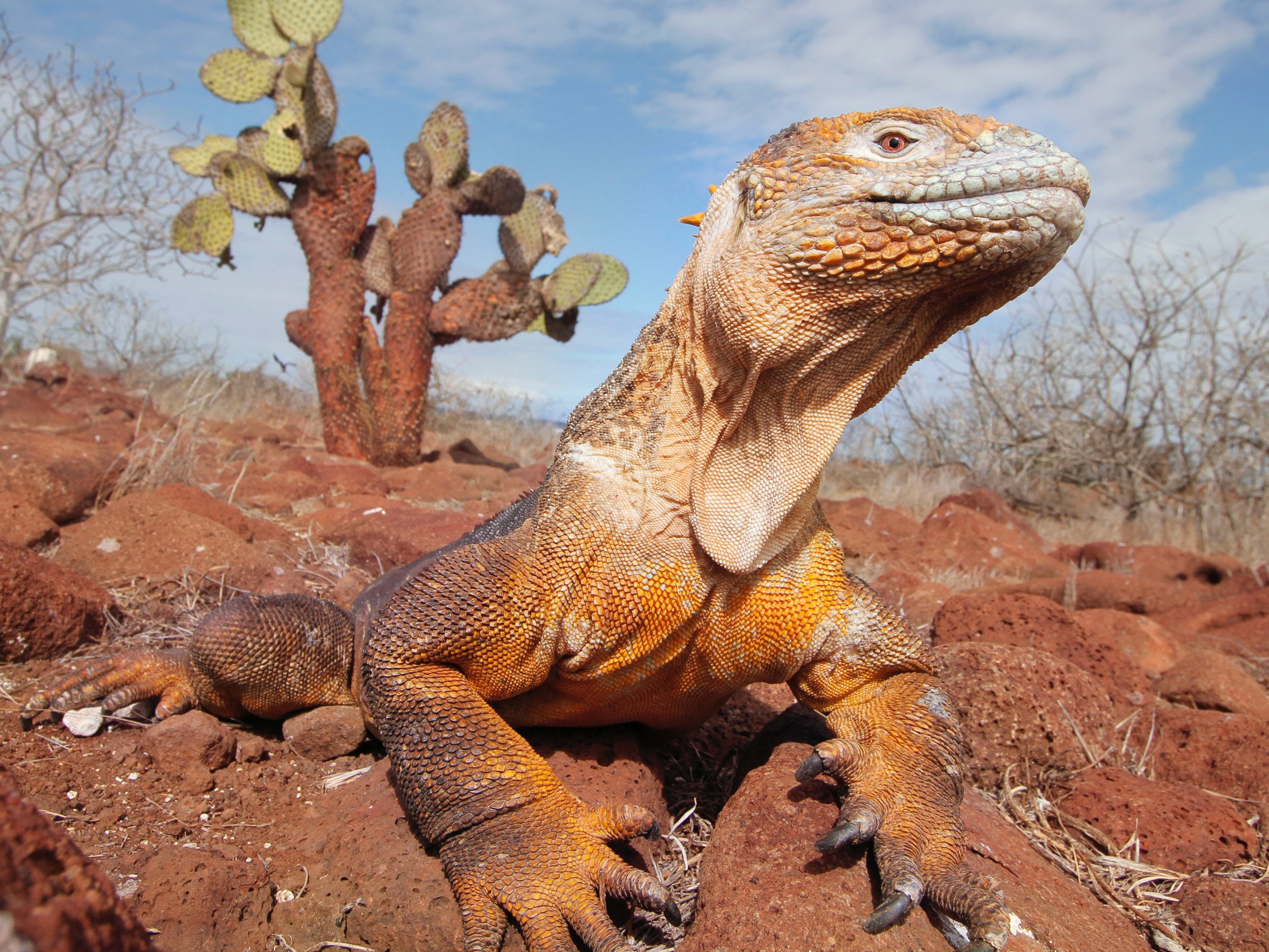 Lizard seen in Galapagos