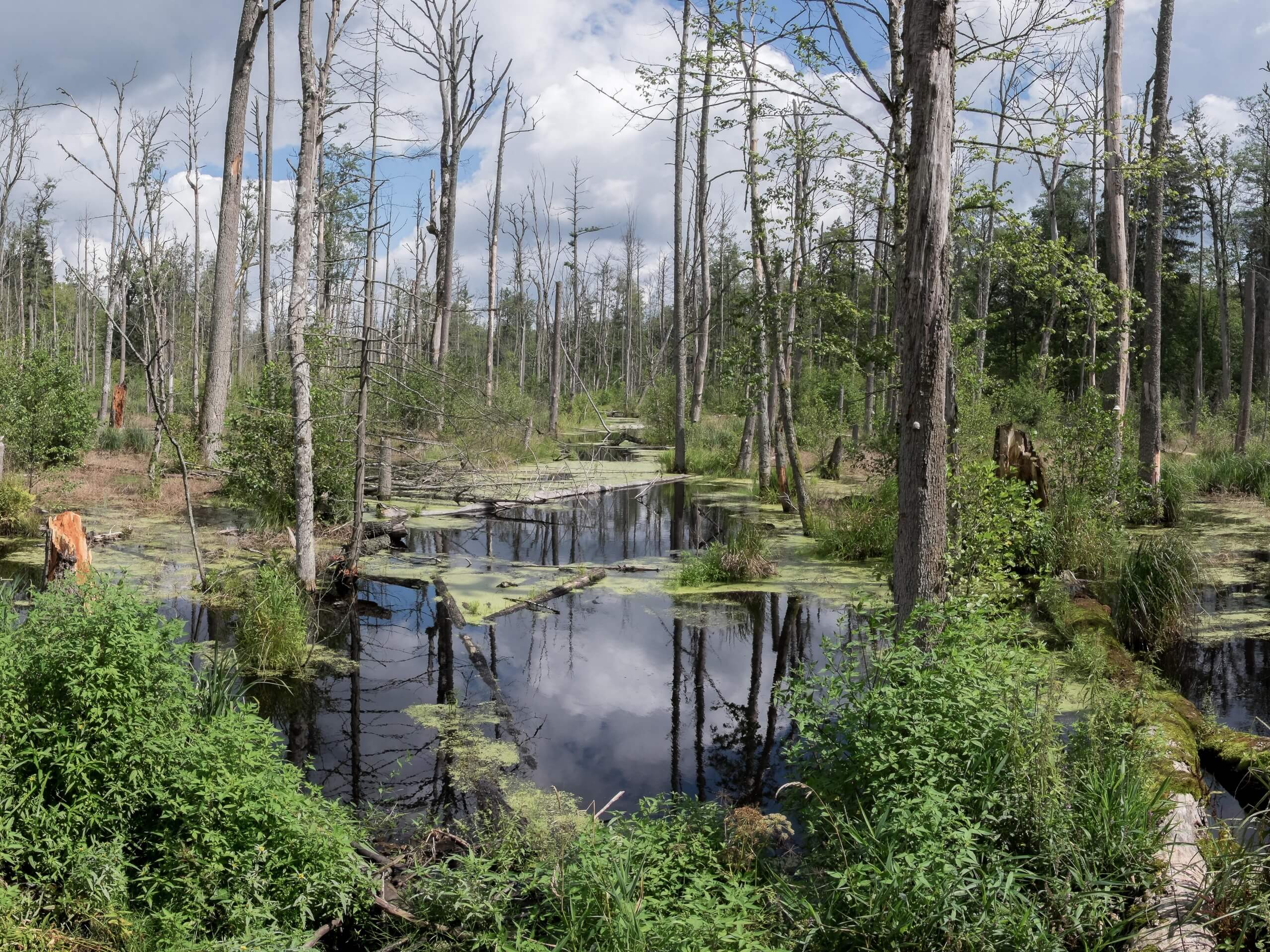 Lush marsh in Poland, Bielowieza region