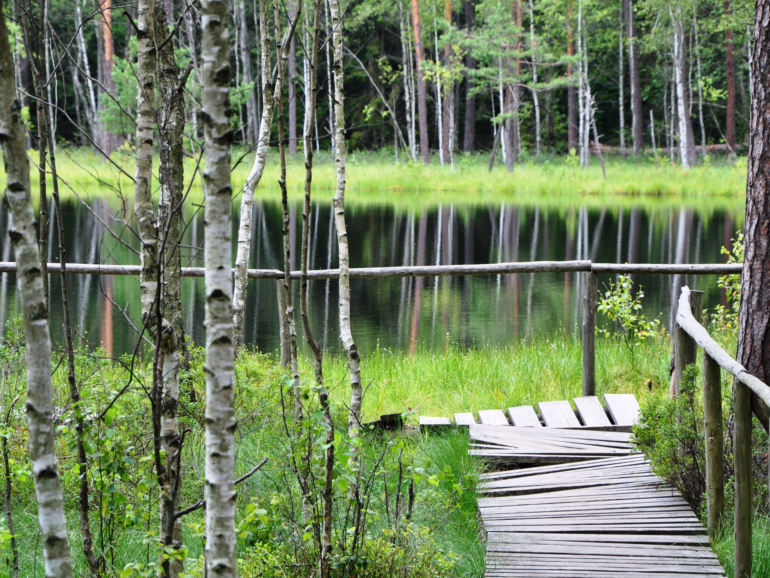 Approaching the lake shore on a wooden pier in a lush forest in Poland