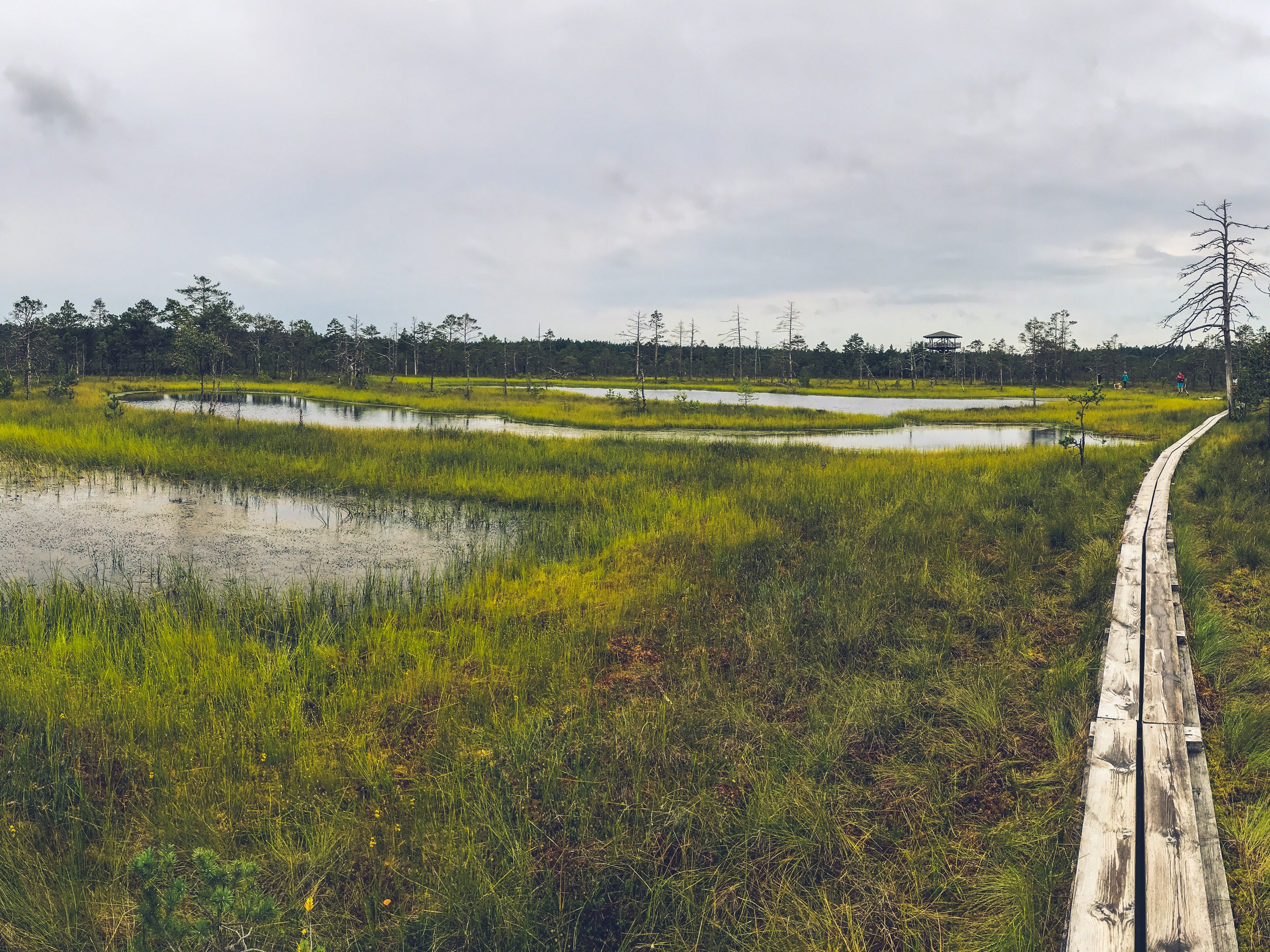 Marsh in Estonia, closte to Tallinn