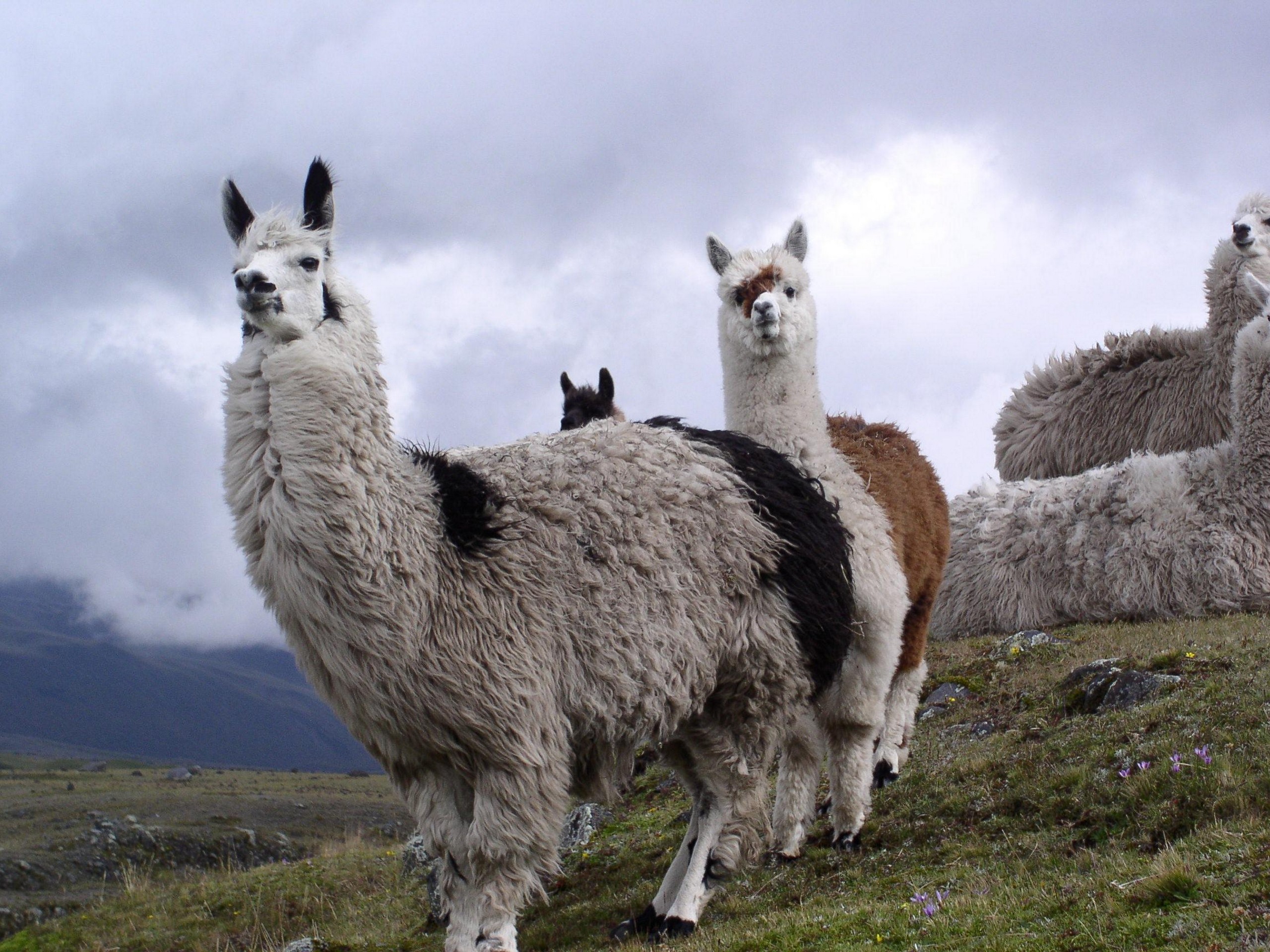 Three fluffy llamas met on the hike to one of the peaks in Ecuador