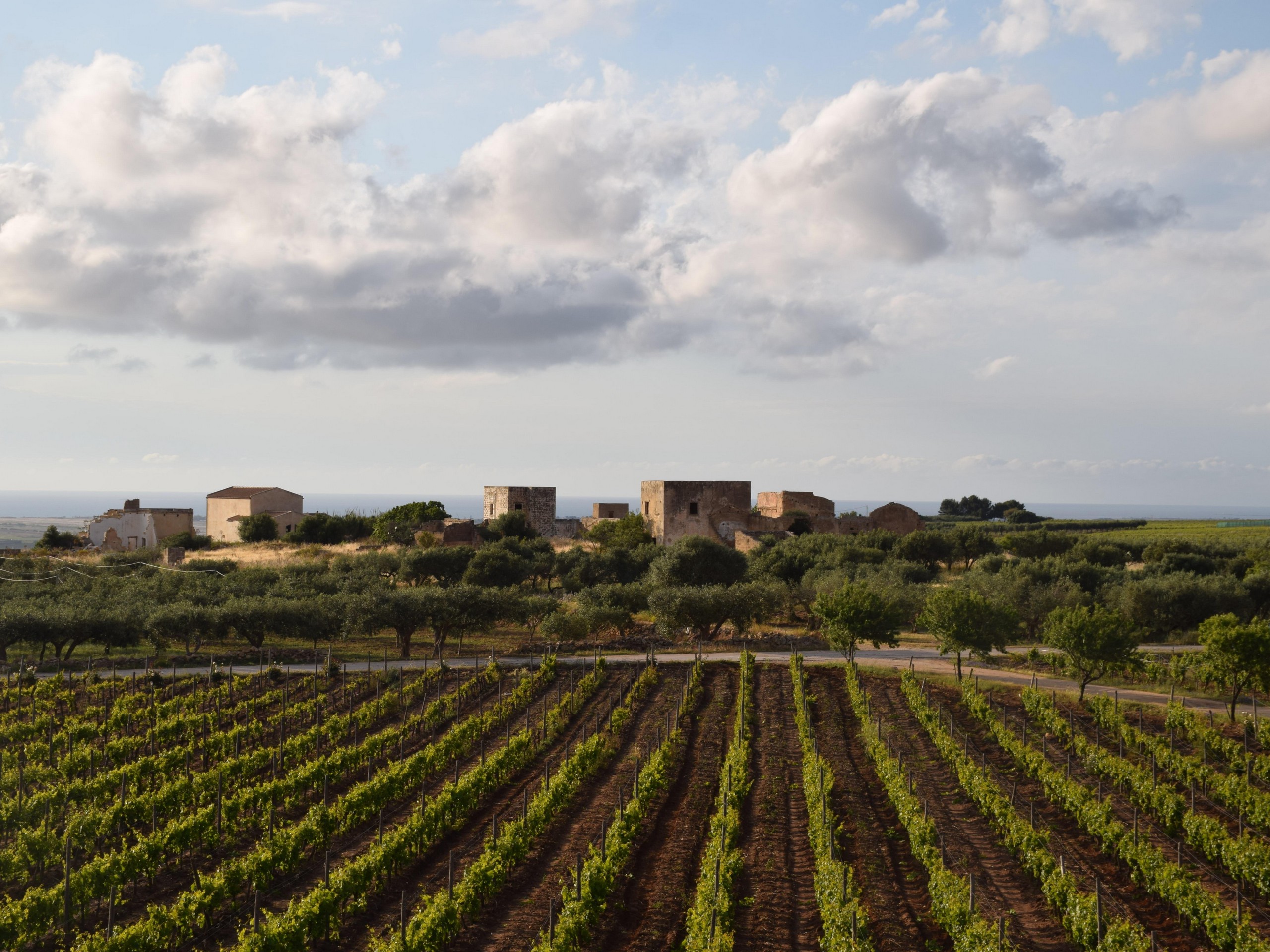 Vineyards in Sicily, Italy