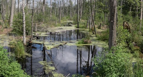 Eastern Poland Family-Friendly Bike Tour