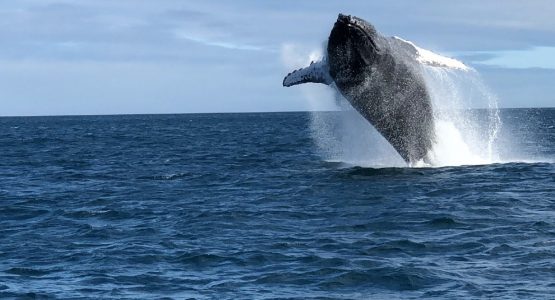 Galapagos Island Hopping Adventure