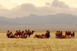 Overland Loop of Mongolia