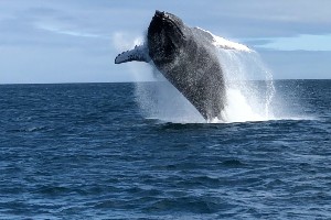 Galapagos Island Hopping Adventure