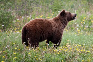 Best of Yukon and Alaska Sightseeing Tour