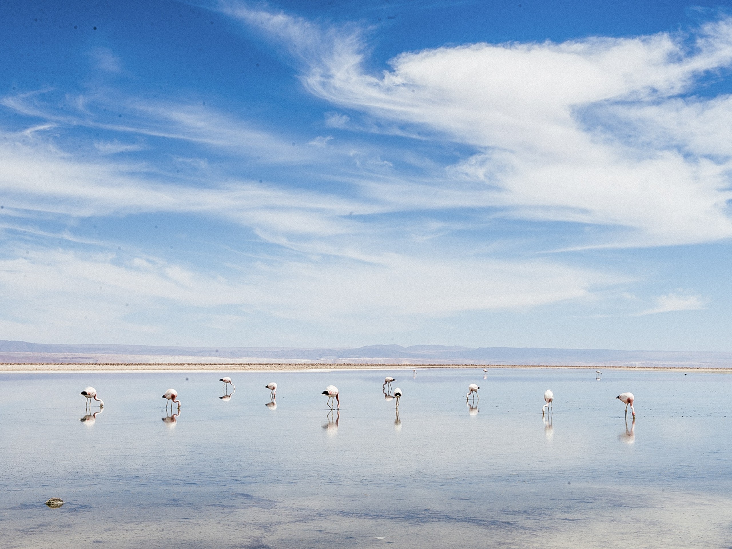 Flamingoes in Atacama Desert, Chile