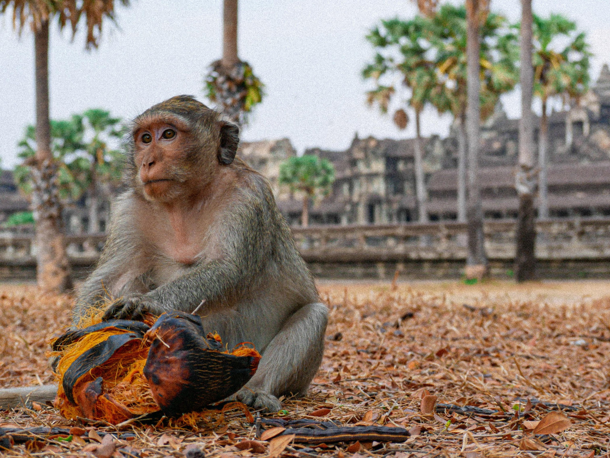 Monkey near Angkor Wat complex in Cambodia