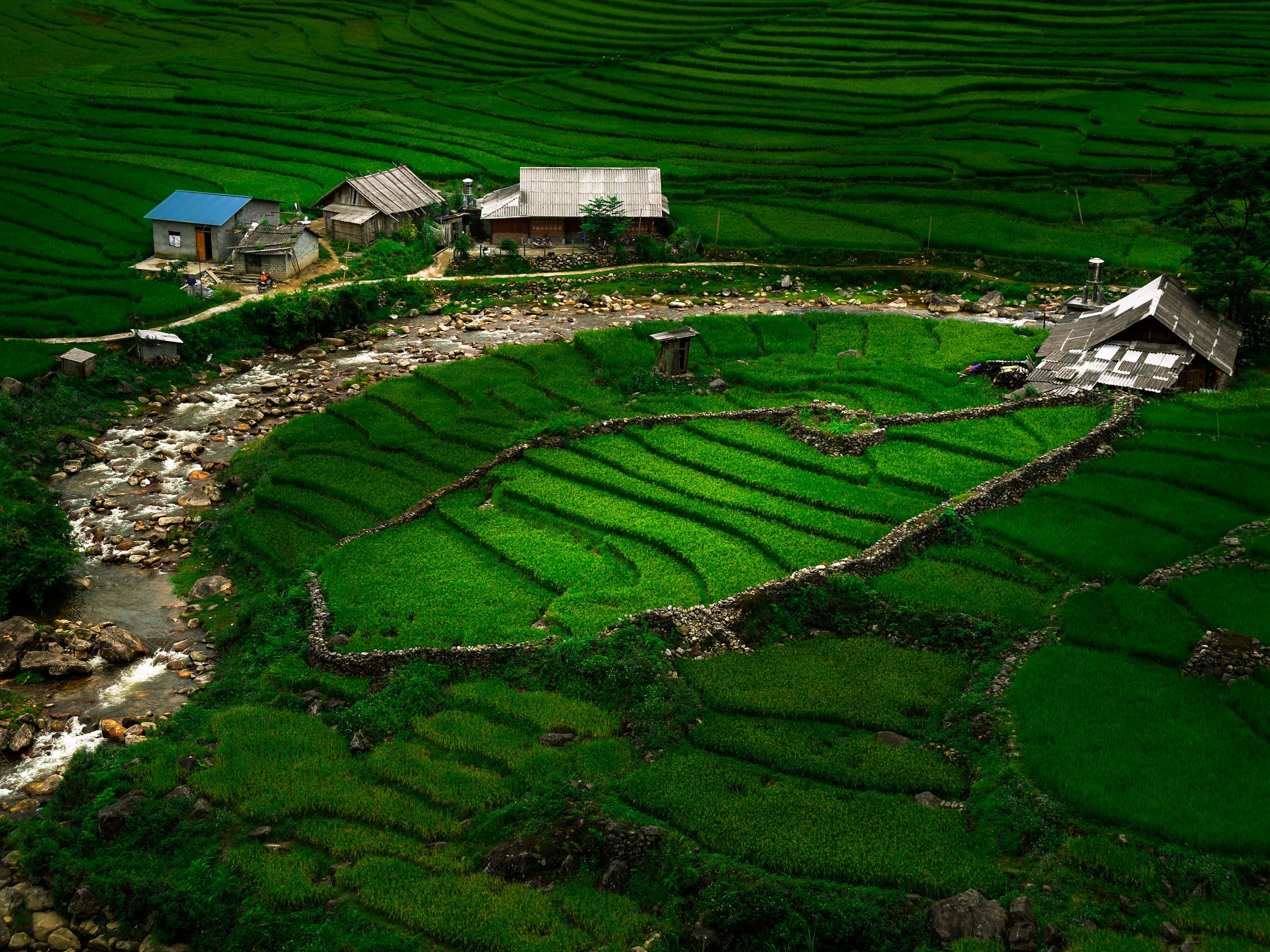 Rice terraces in Vietnam