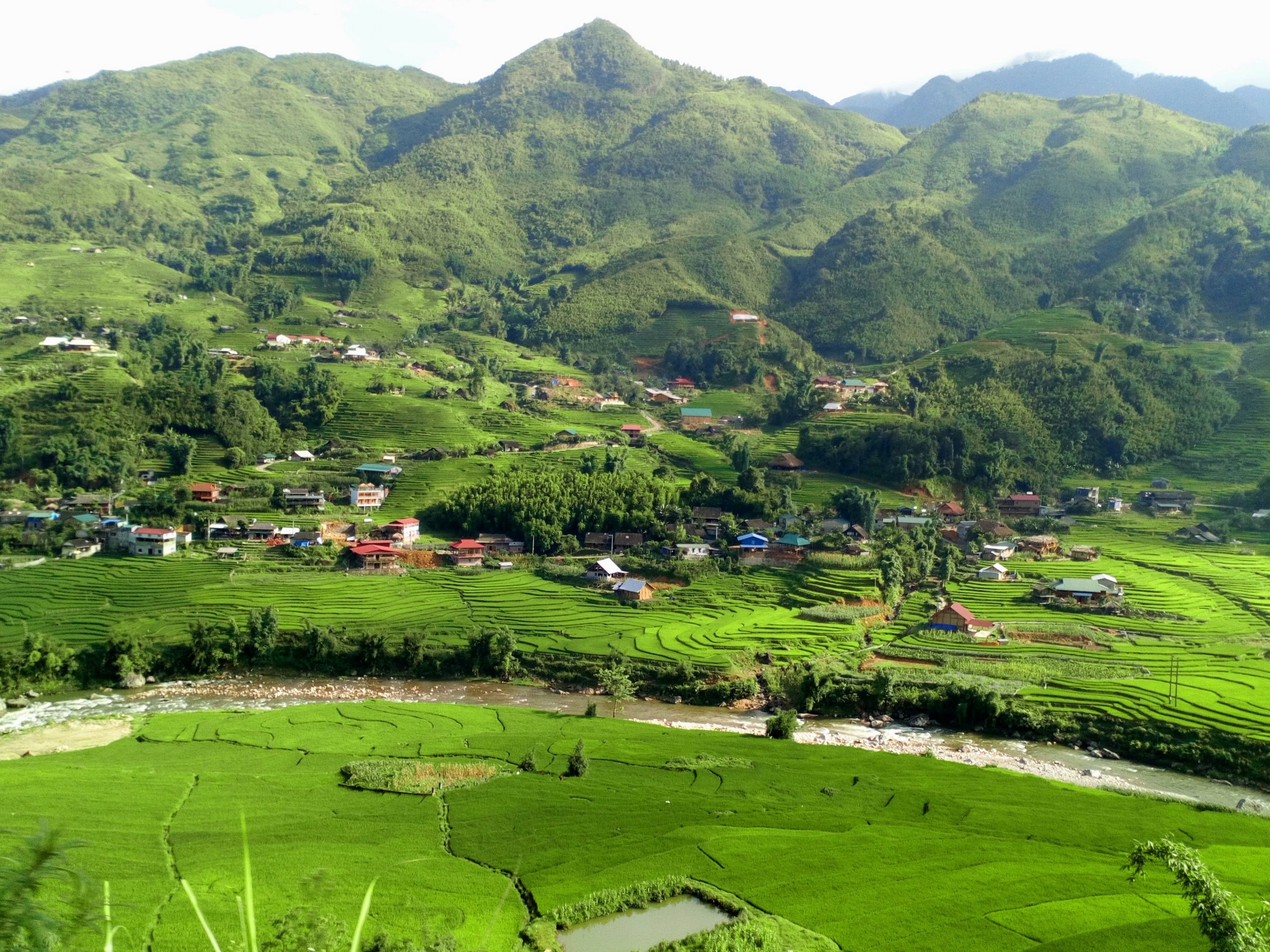 Lush greenery in Vietnam's countryside