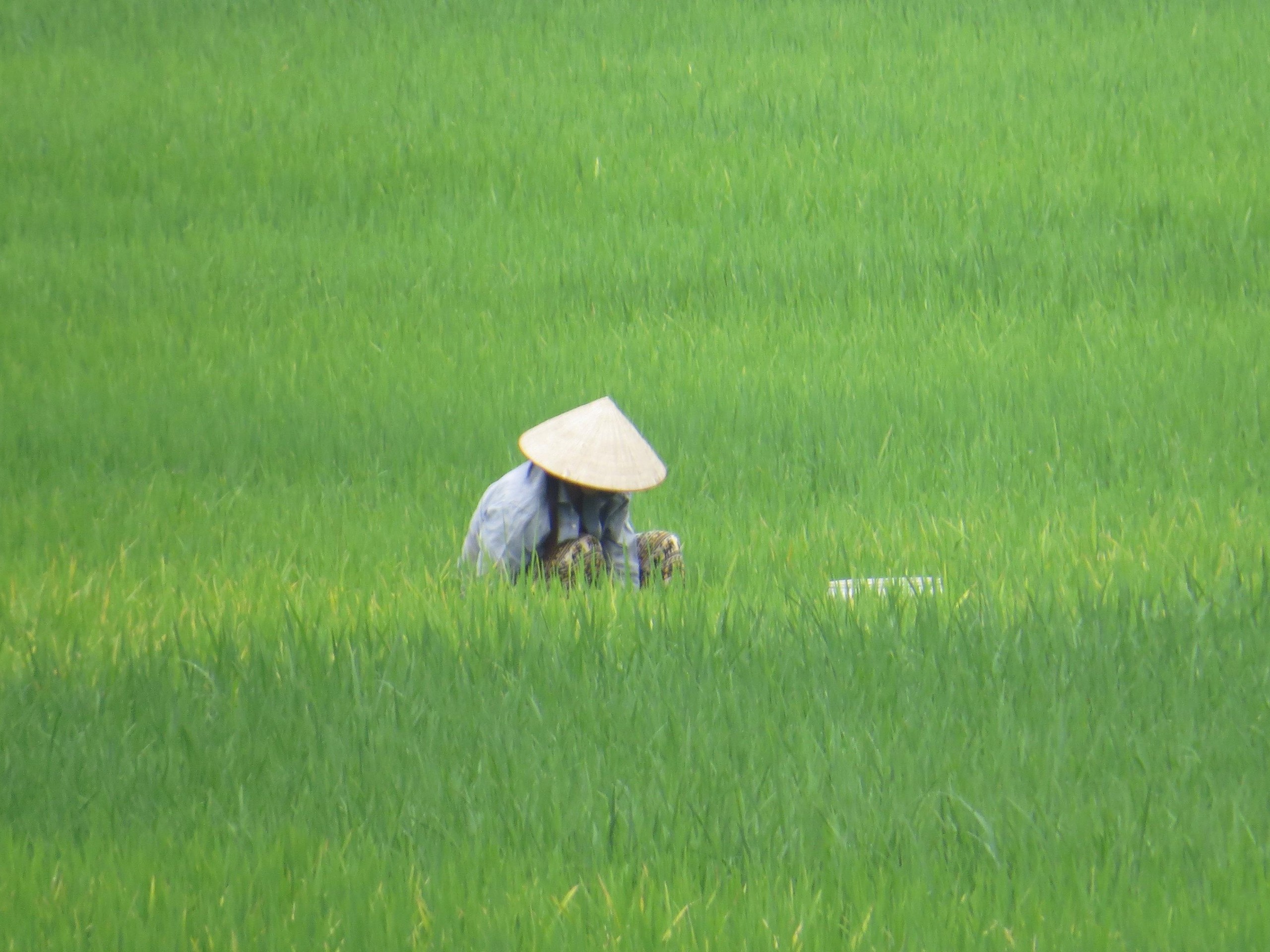 Rice field worker in Vietnam