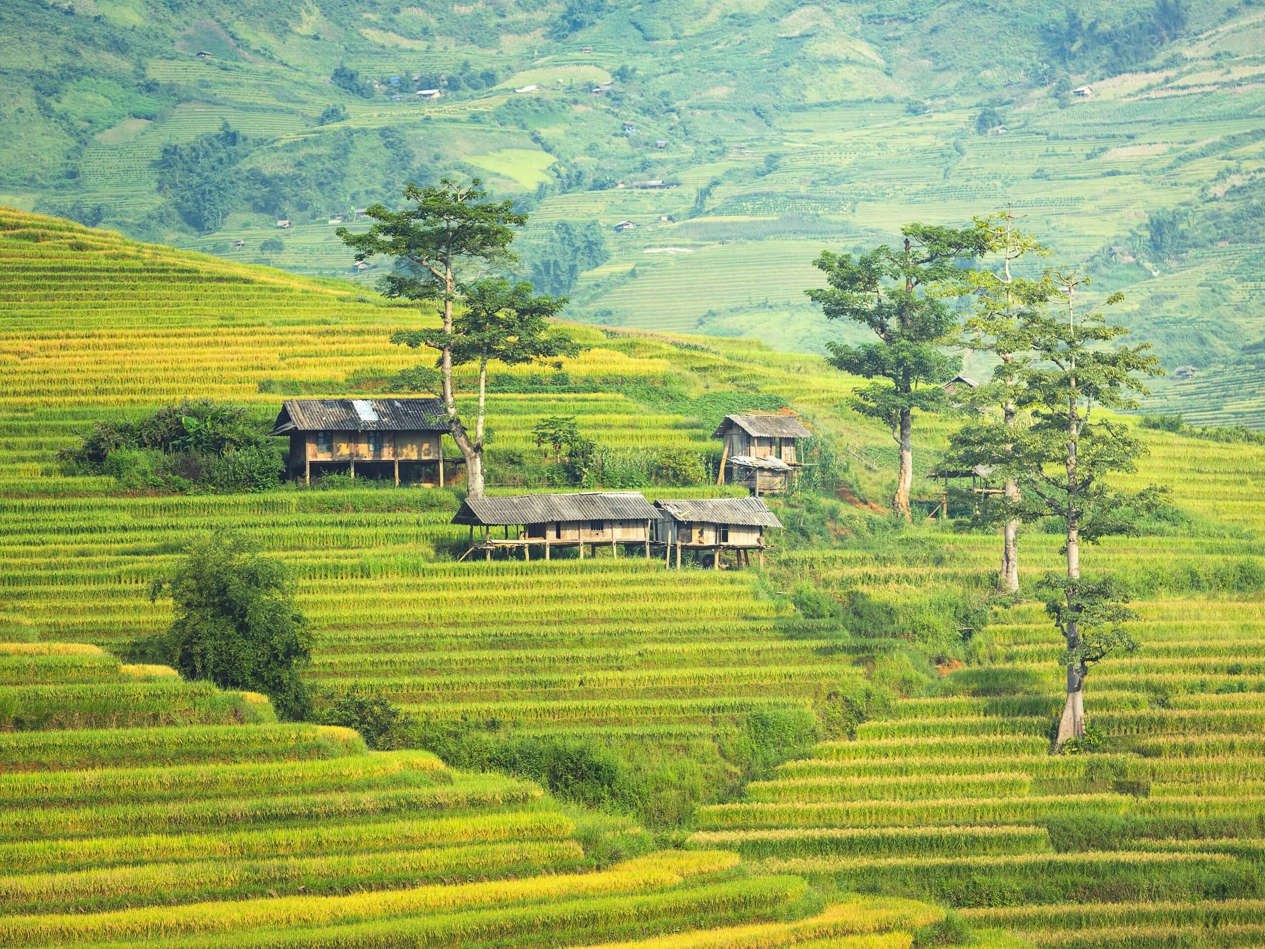 Beautiful Rice terraces in Northern Vietnam