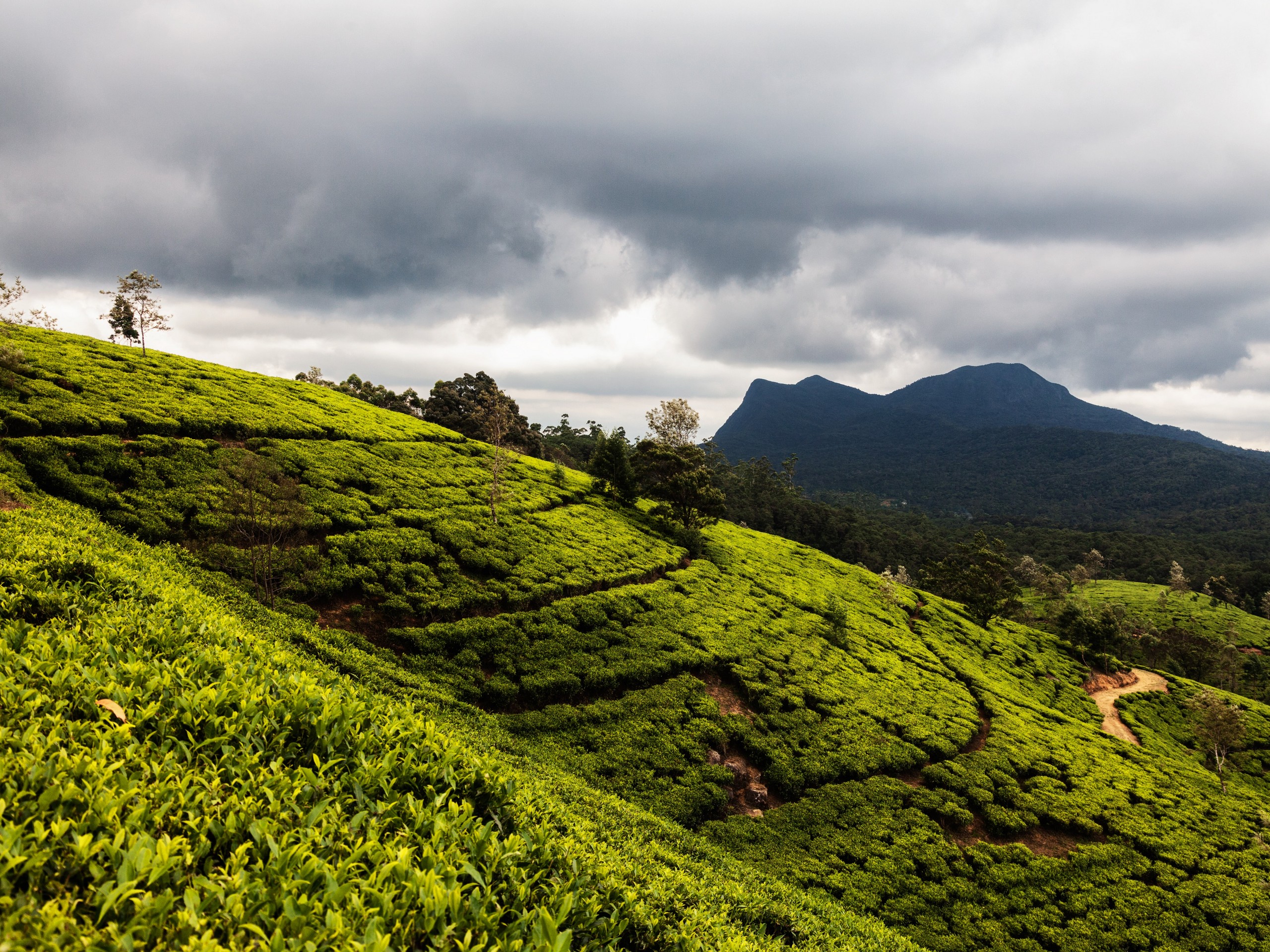 Beautiful green plantation seen in Sri Lanka