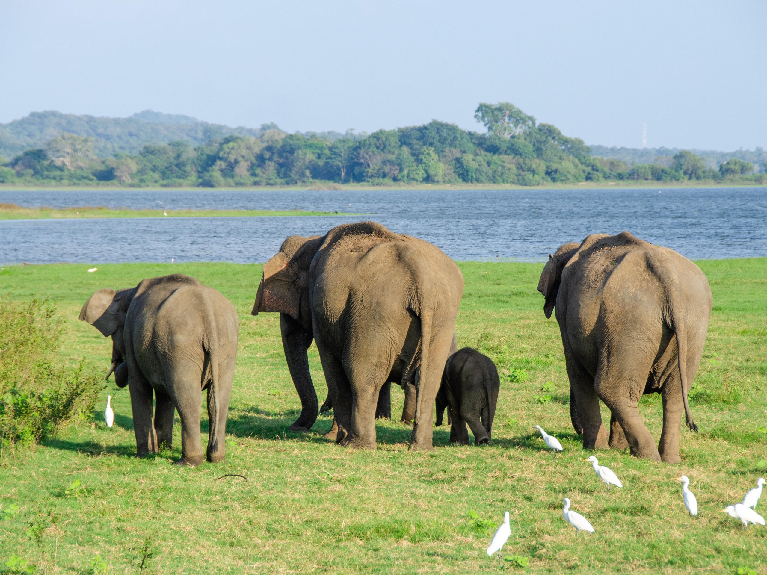 Family of elephants walking in Sri Lanka