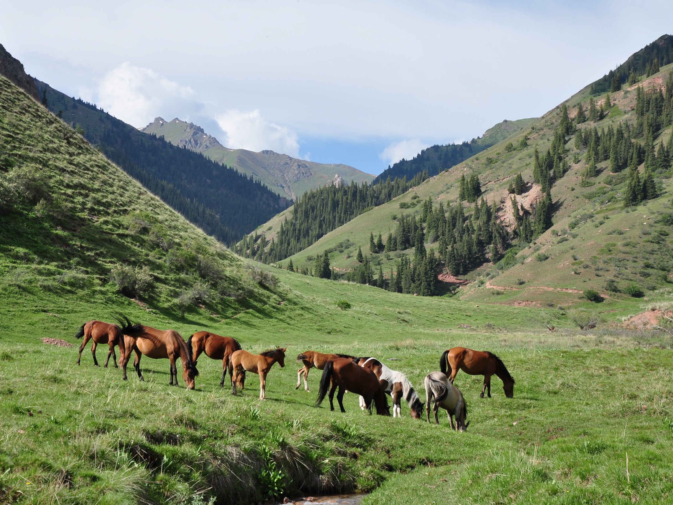 Herd of horses in Kyrgizian mountains