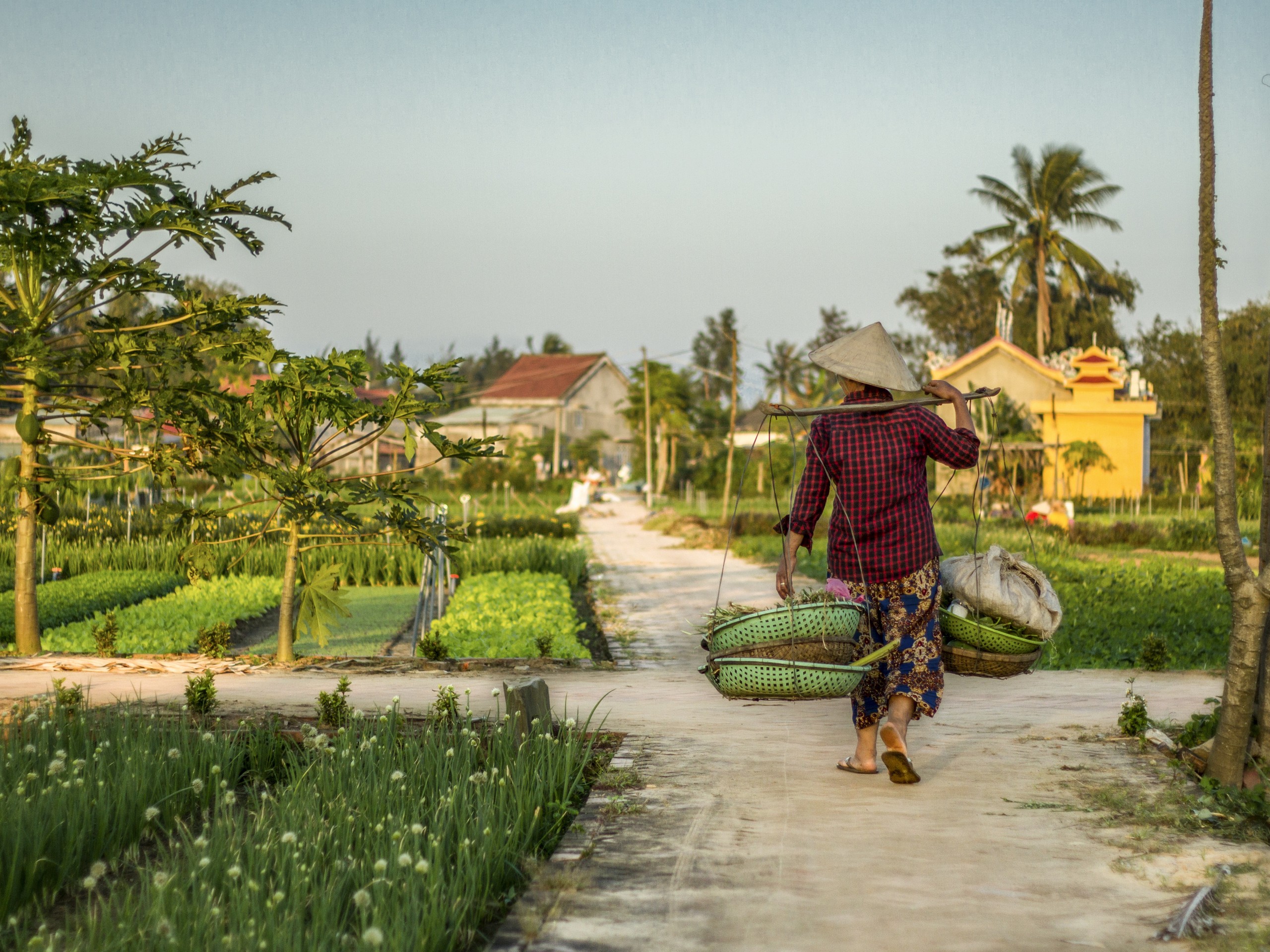 Beautiful plantation in Hoi An