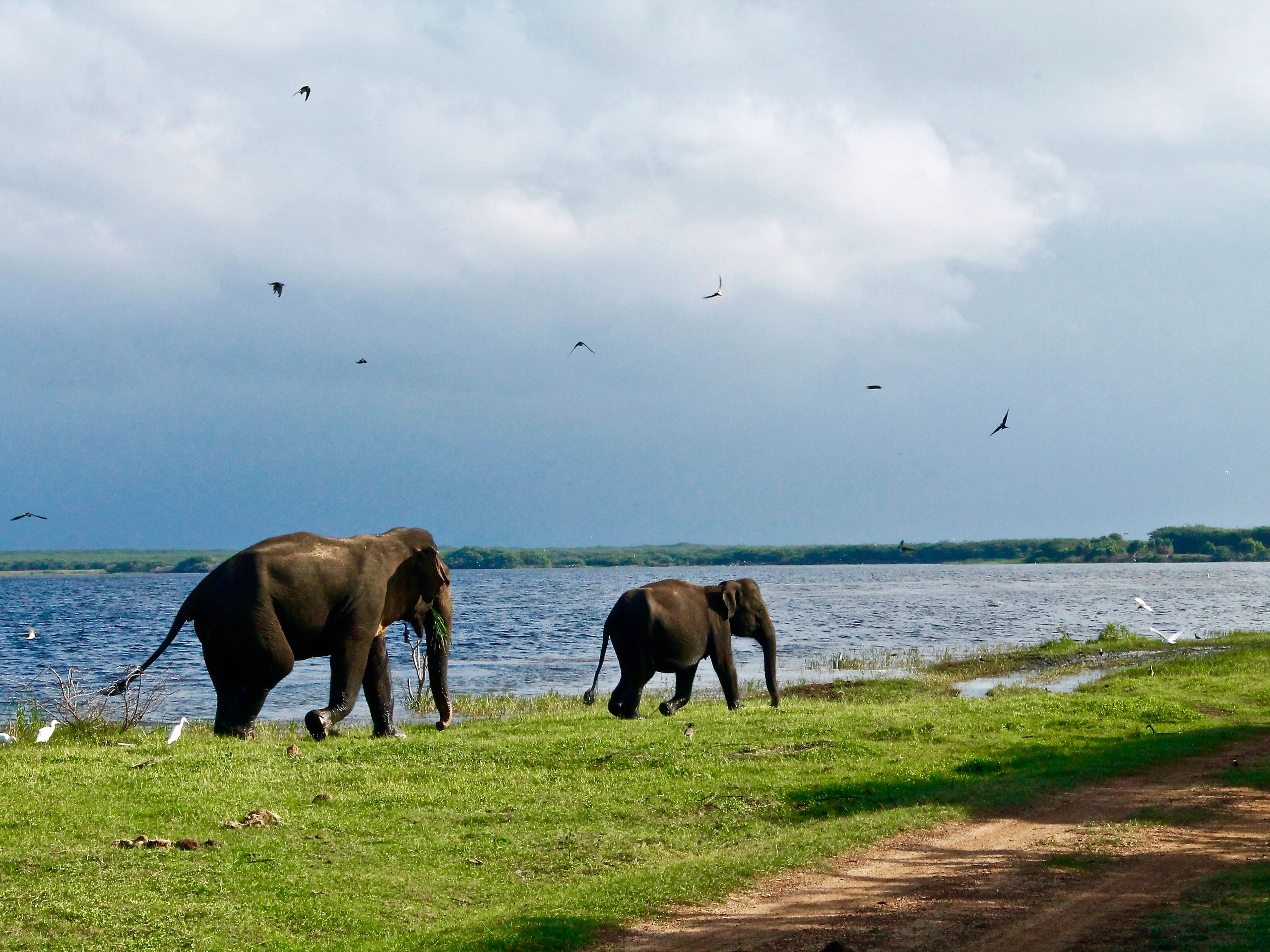 Two elephants roaming along the lake in Sri Lanka