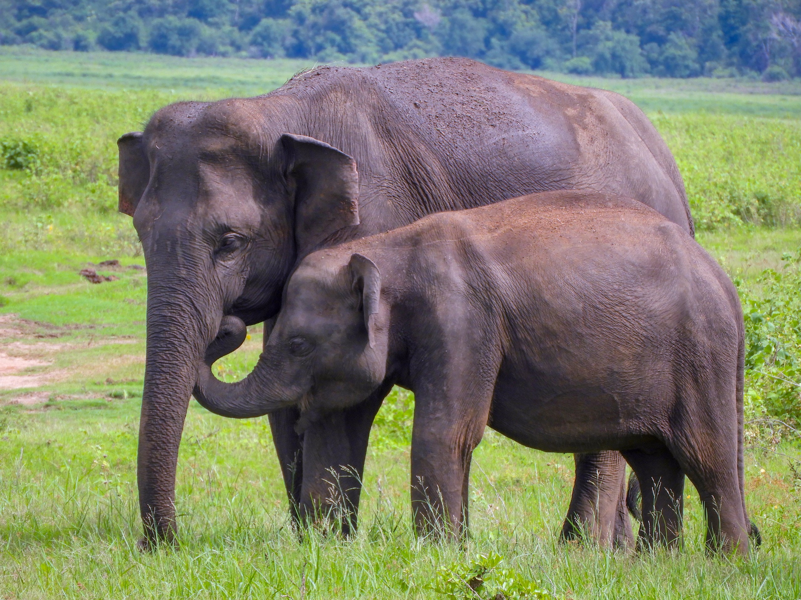 Two elephants seen while on a guided Sri Lanka Tour