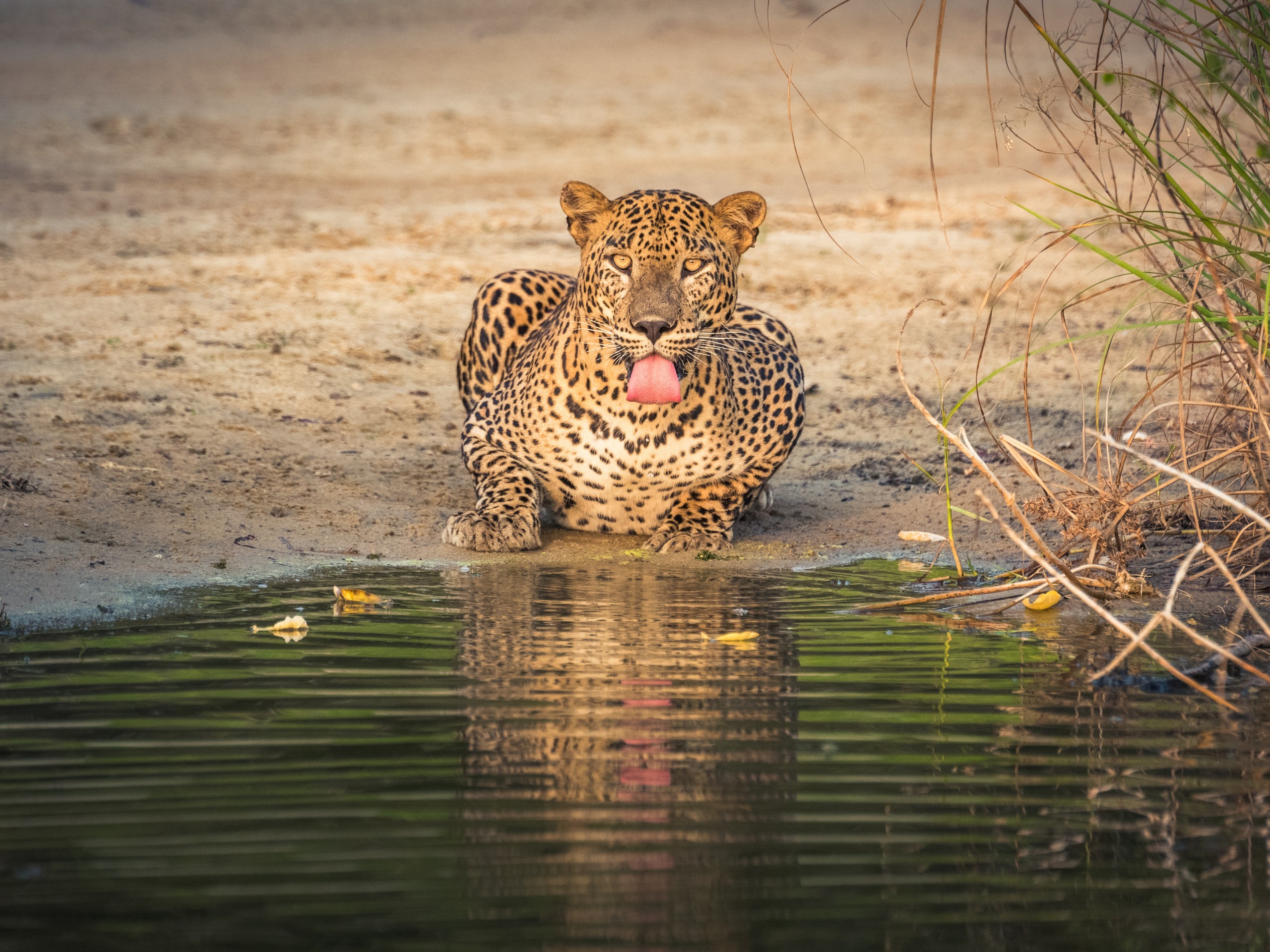 Fauna in National Parks of Sri Lanka