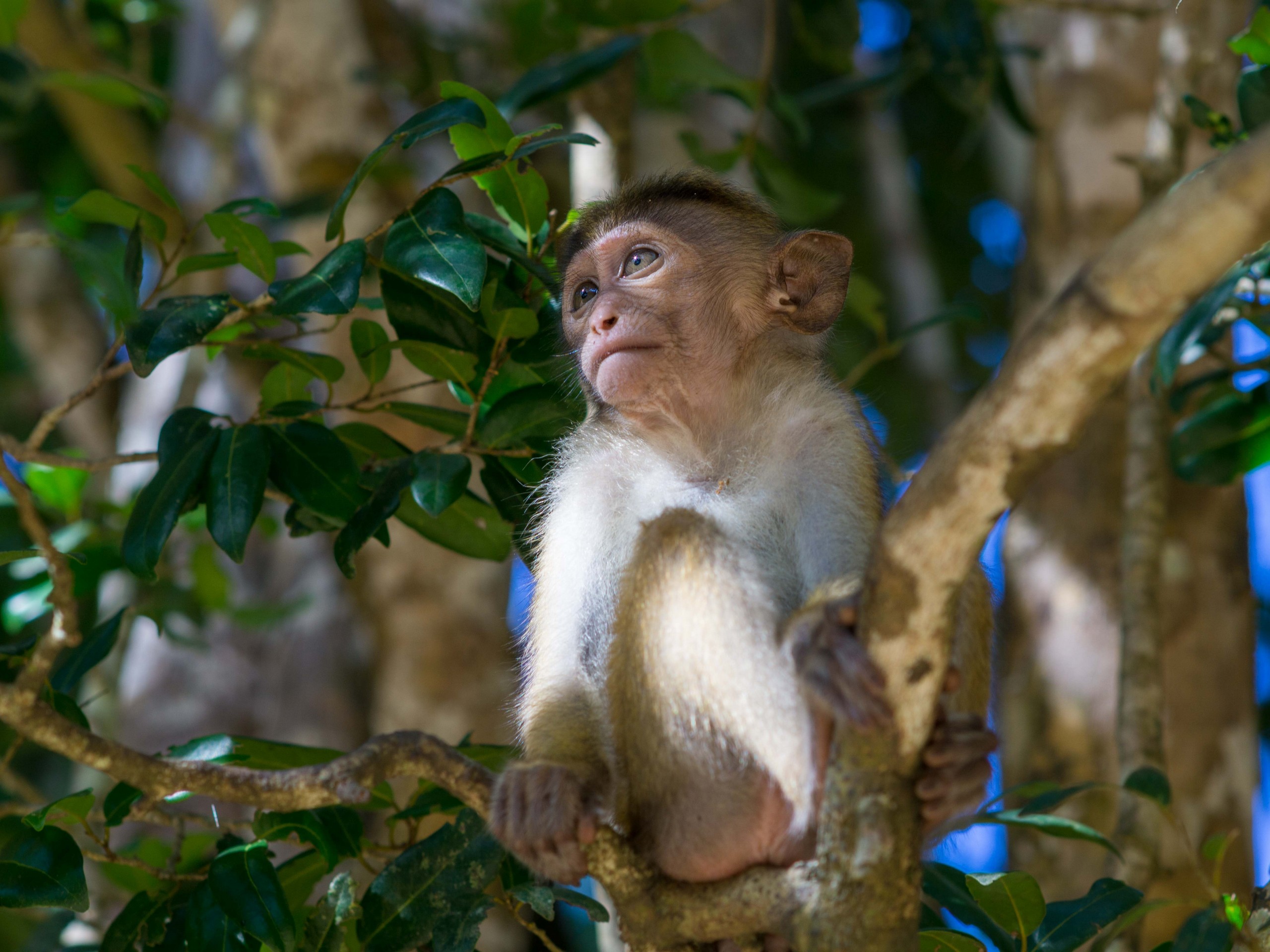 Monkey sitting in a tree (Sri Lanka)