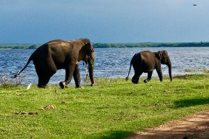 10-Day Classic Sri Lanka Tour