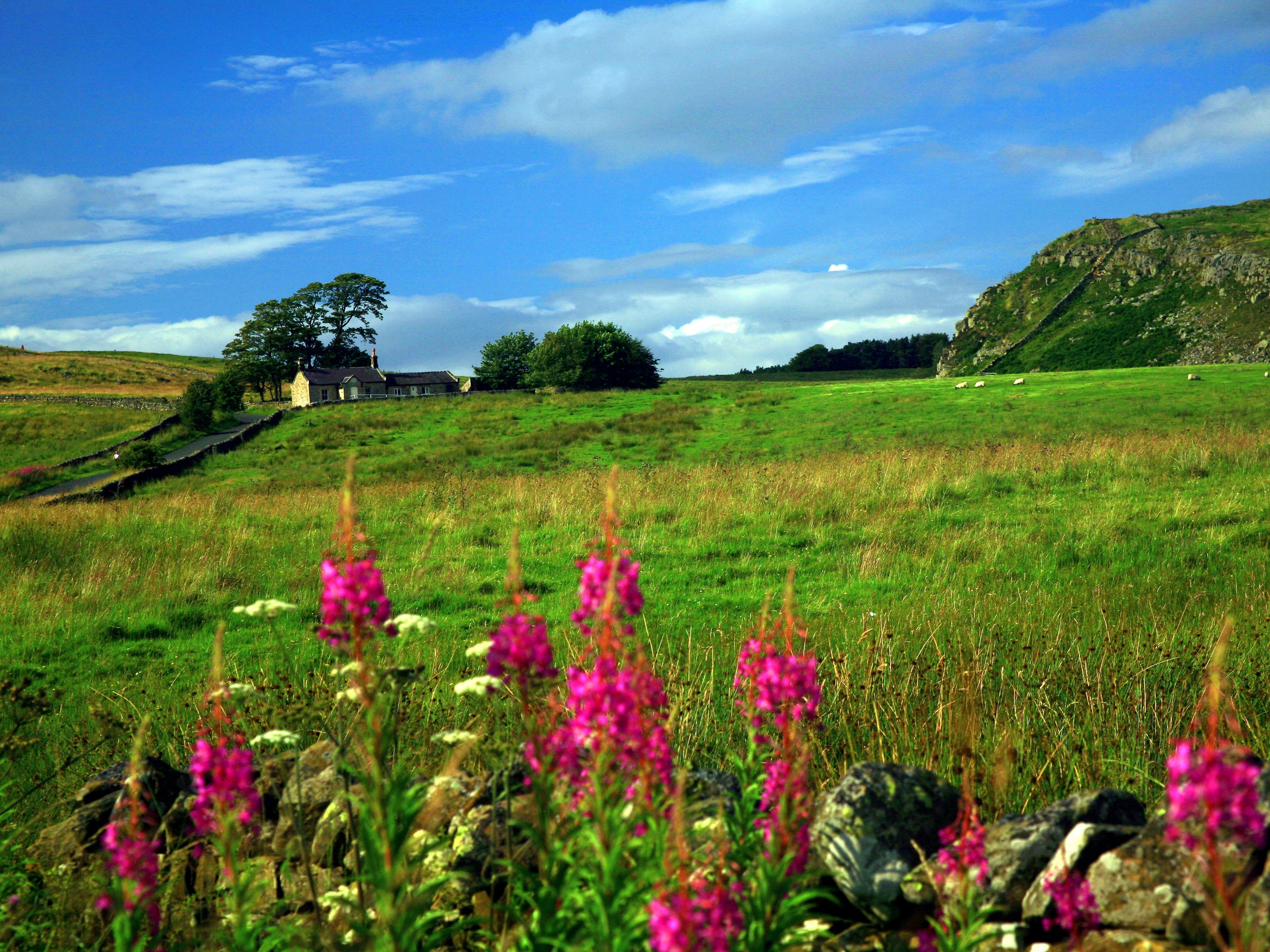 The Whin Sill and the wildflowers