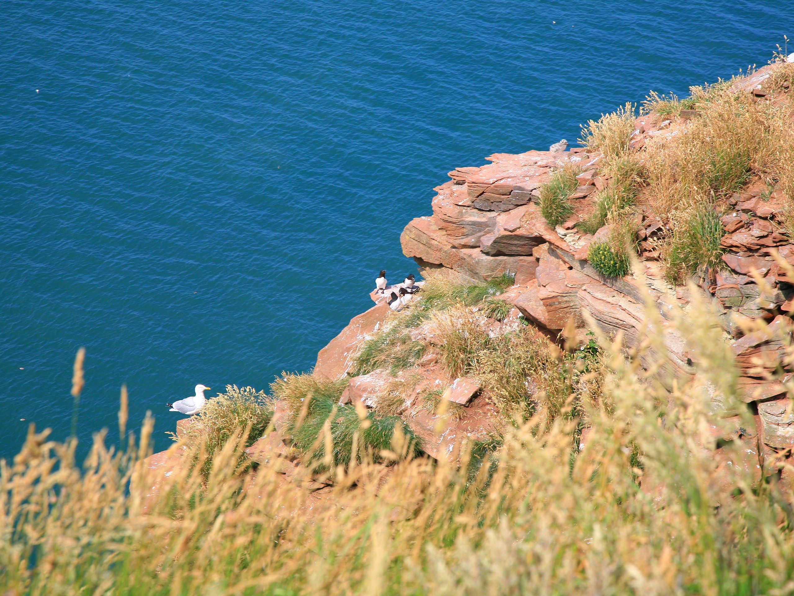 Beautiful coastline at the Northern England (c)John Millen