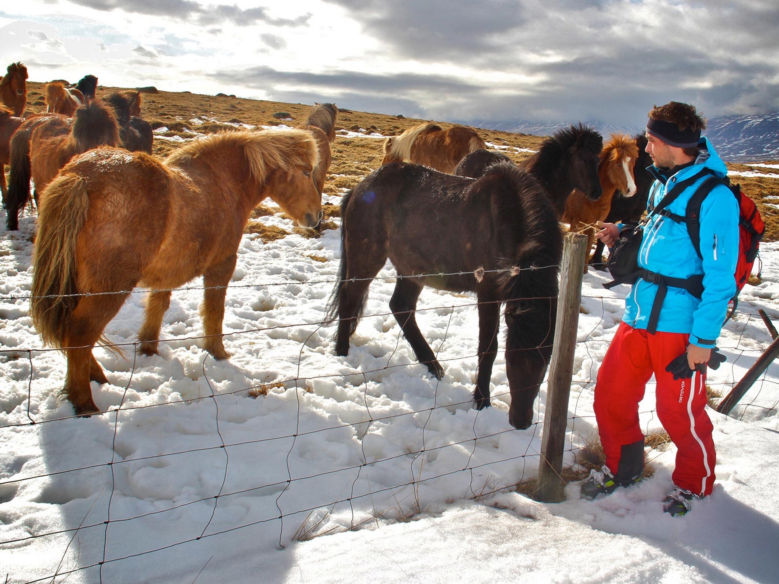 Meet the ponies in South Iceland - Photo by Jan Zelina