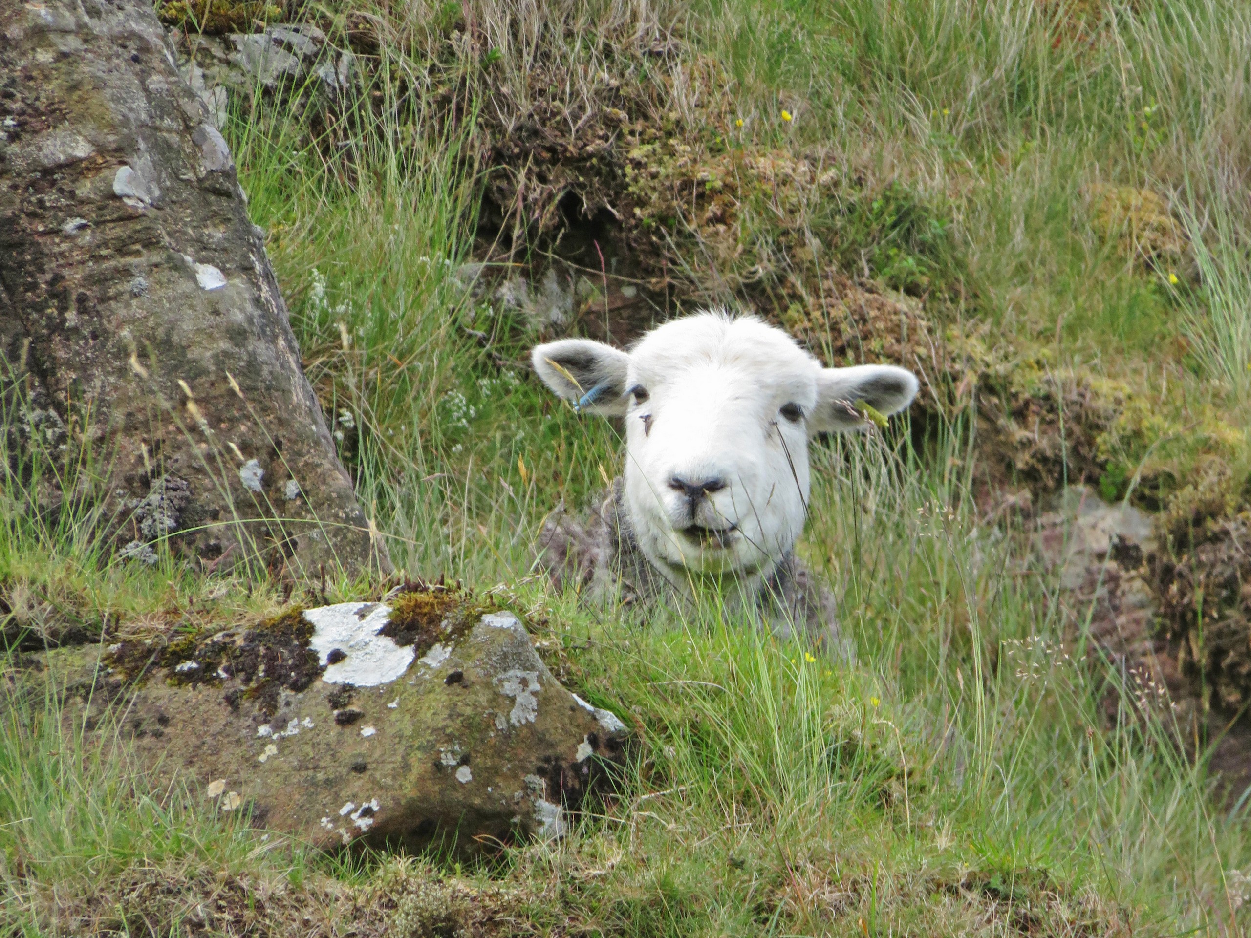 Herdwick Sheep