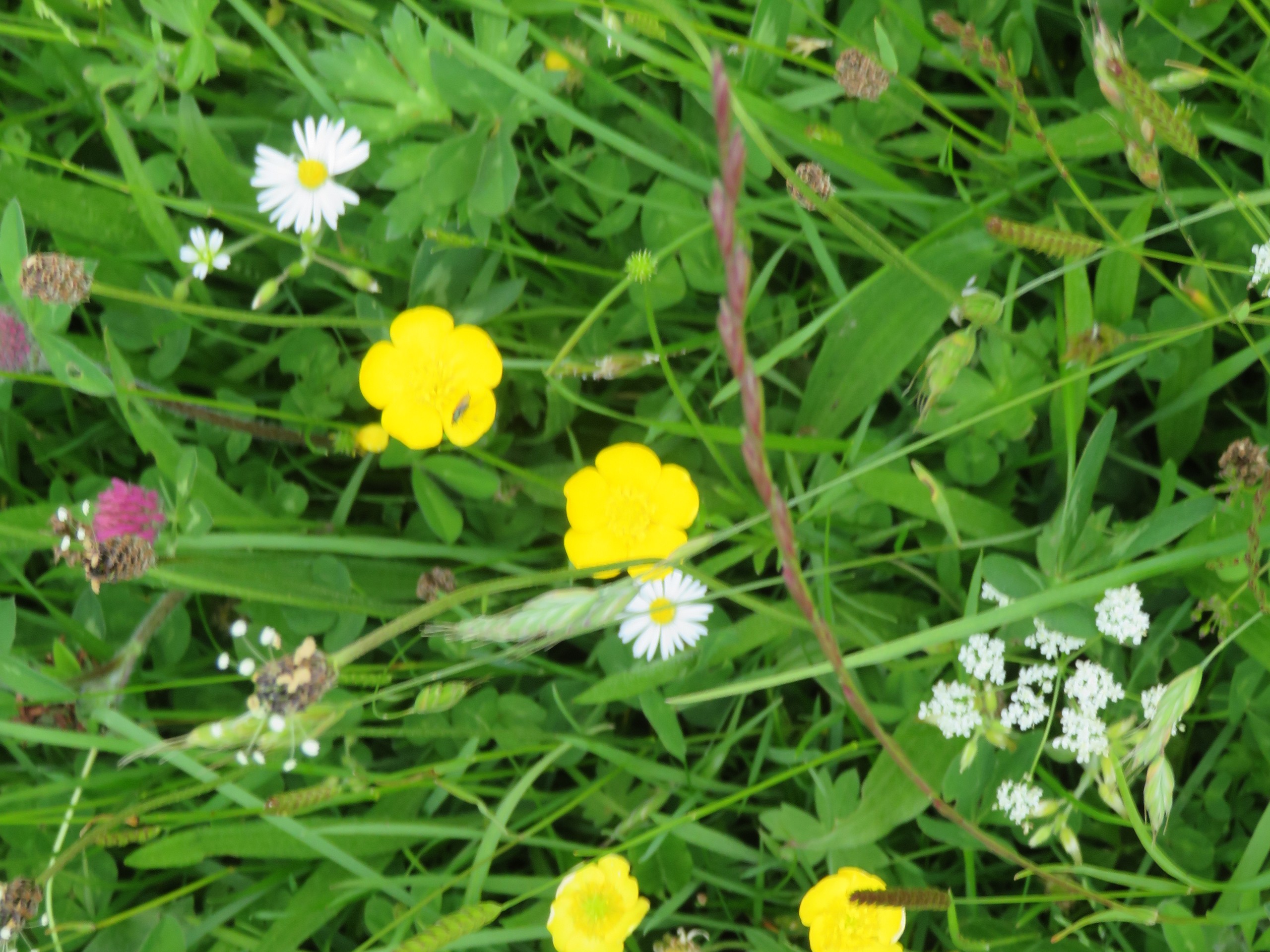 Meadow flowers in the Lake District