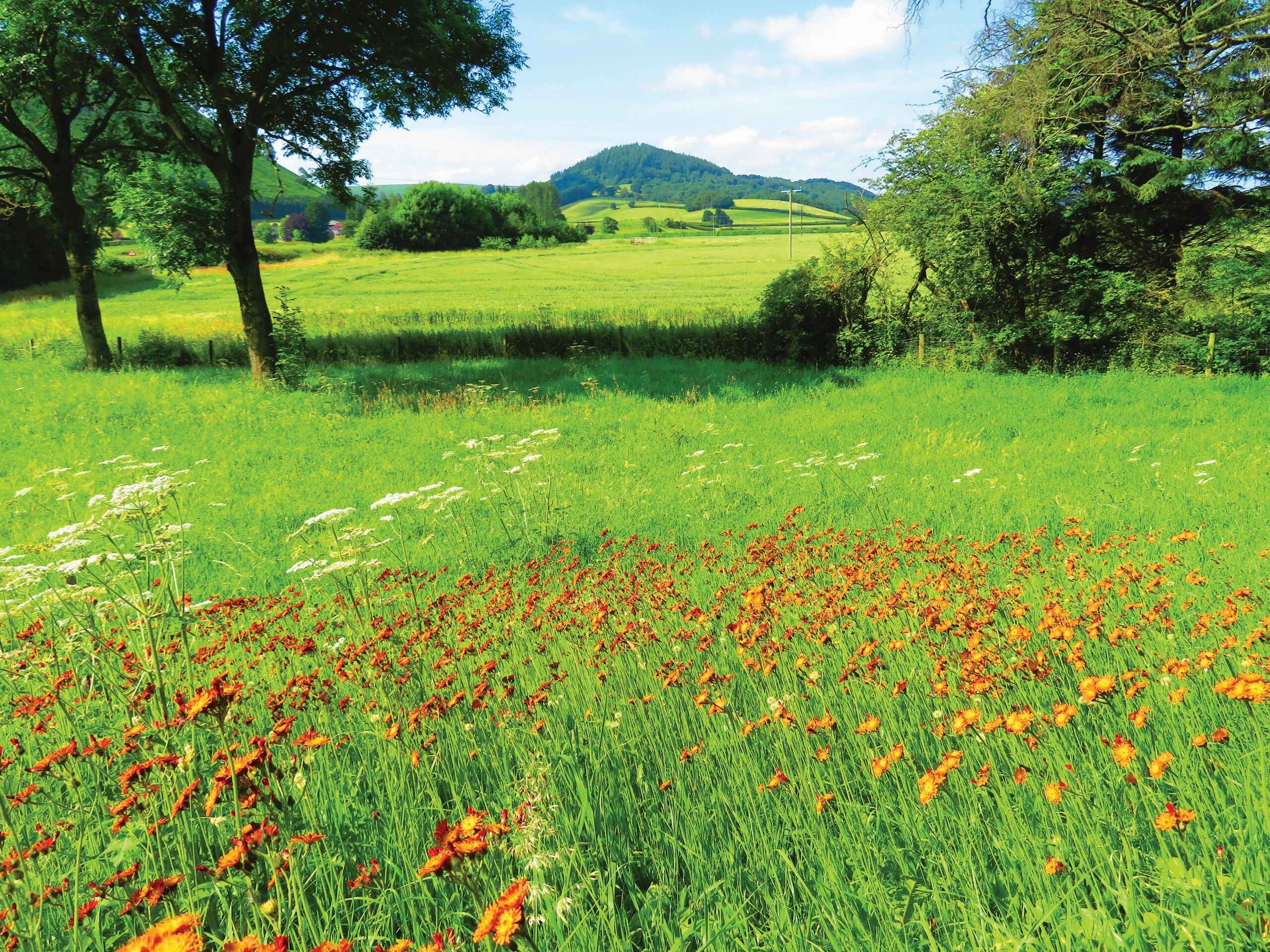 Lush greenery in Wales, along the Offa's Dyke trail in England