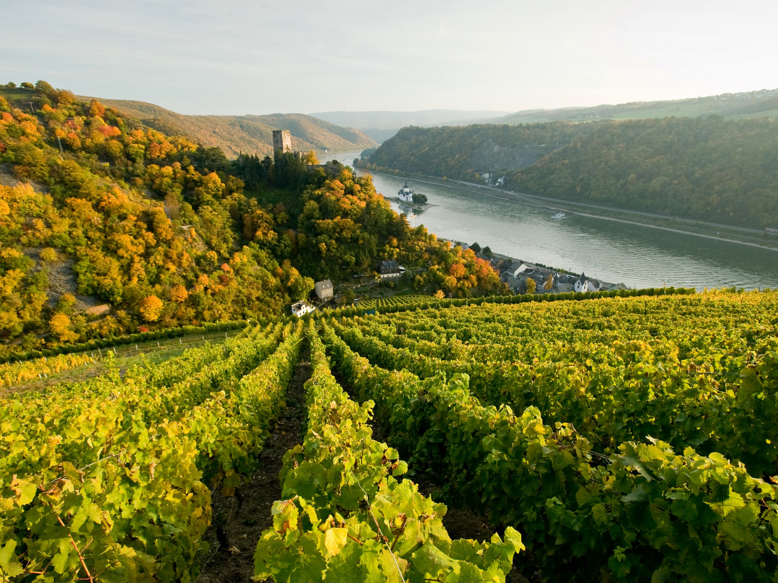 Expansive vineyars along the Moselle River